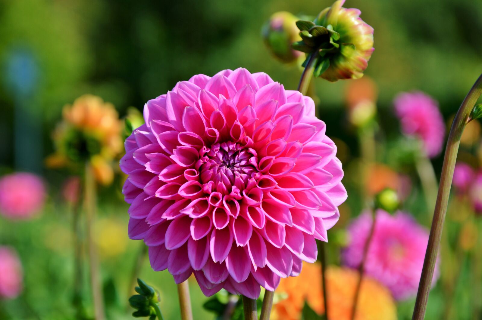 Nikon D3200 sample photo. Dahlia, dahlia flower, flower photography