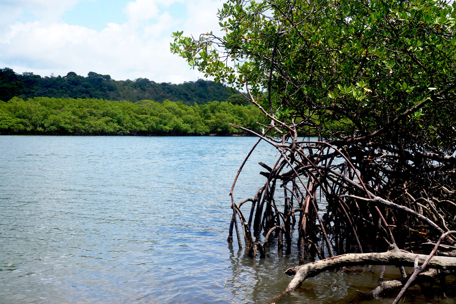 Sony Alpha a3000 + Sony E 18-55mm F3.5-5.6 OSS sample photo. Mangrove, nature, river photography