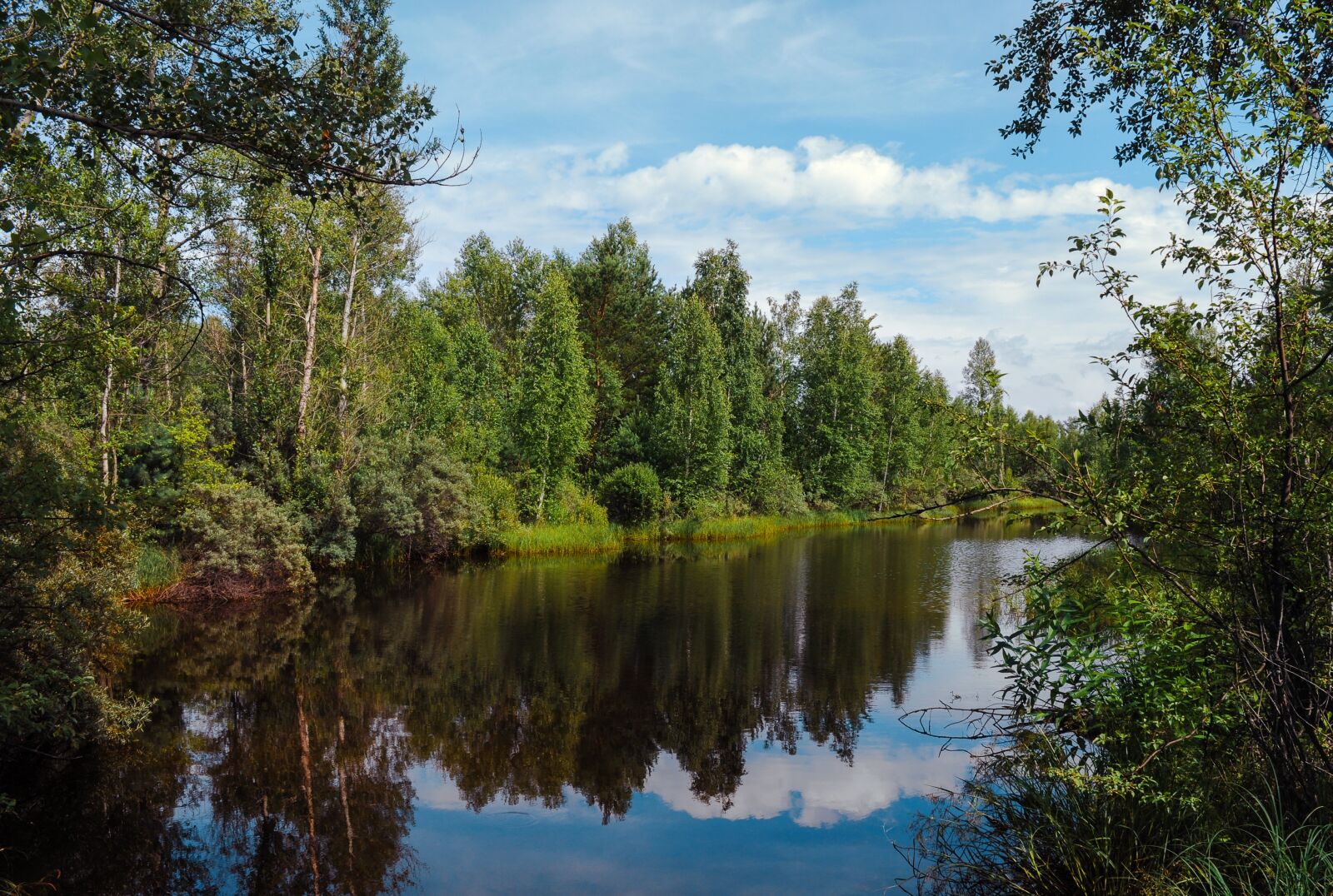 Nikon D5000 sample photo. Summer, background, trees photography