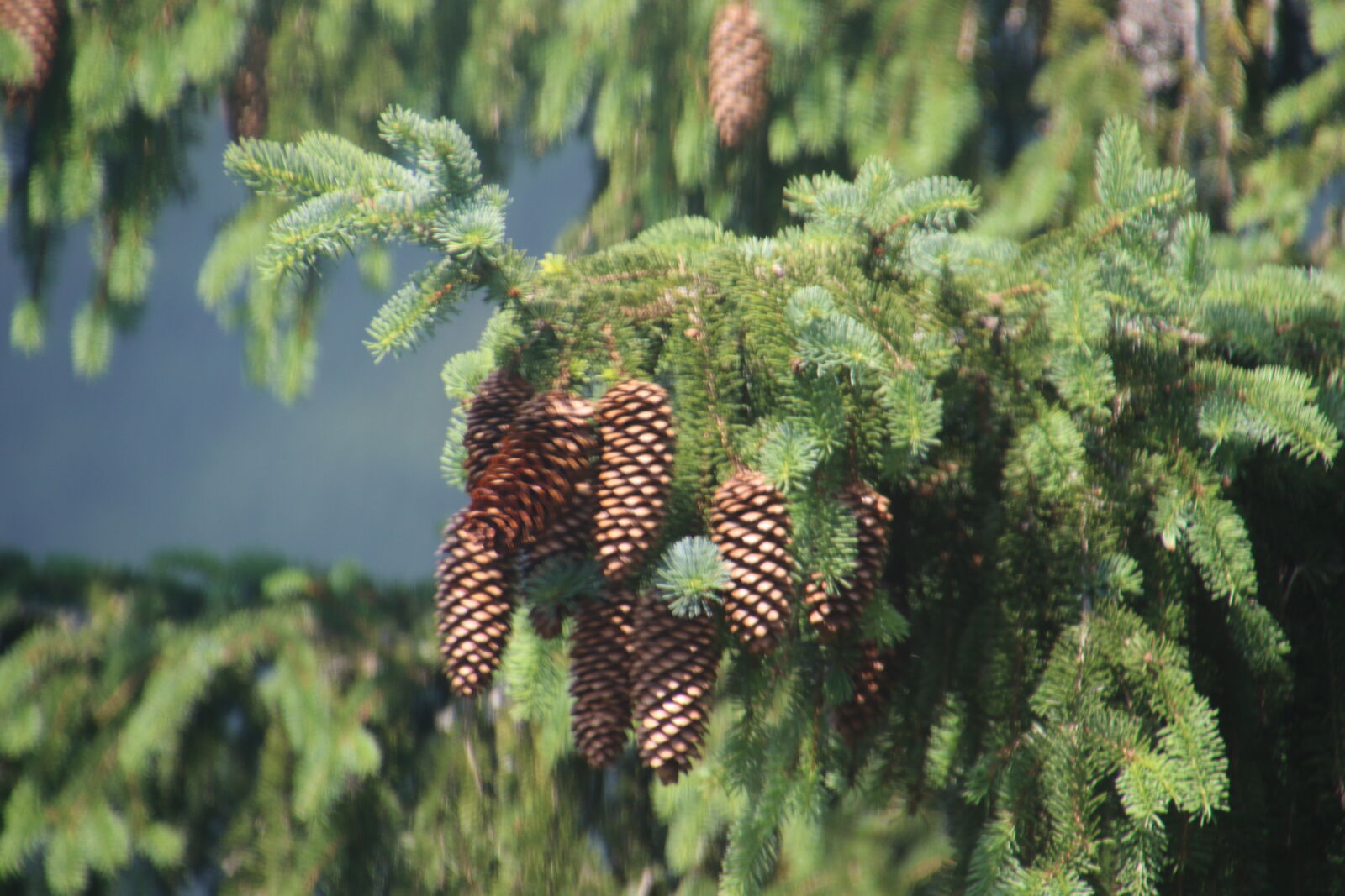 Canon EOS 7D Mark II sample photo. Garden, green, grow, pine photography