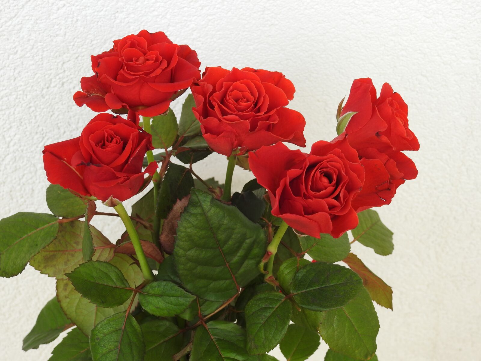 Nikon Coolpix P900 sample photo. Roses, flowers, nature photography