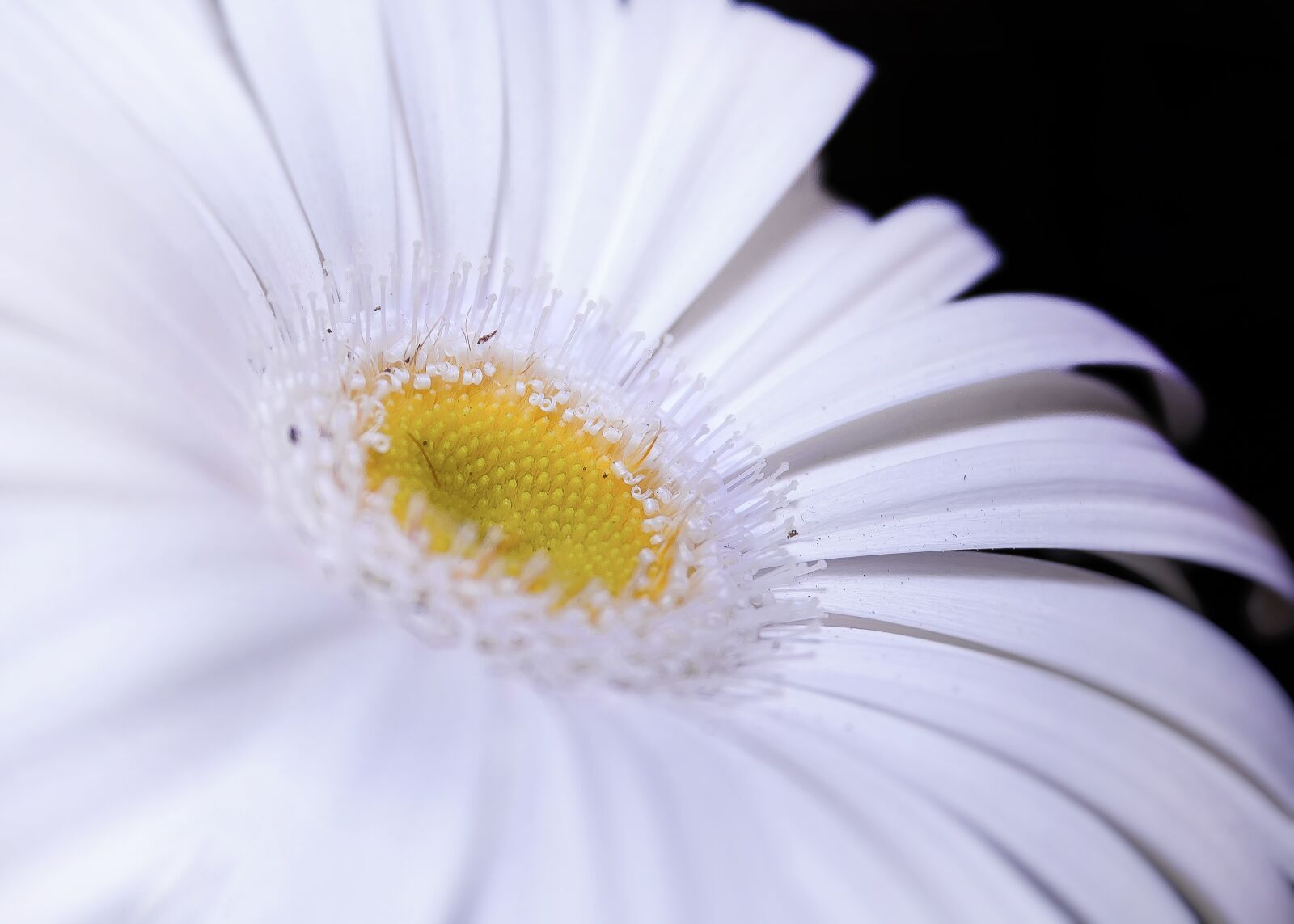 Canon EF-S 18-55mm F3.5-5.6 II sample photo. Gerbera, white, close up photography