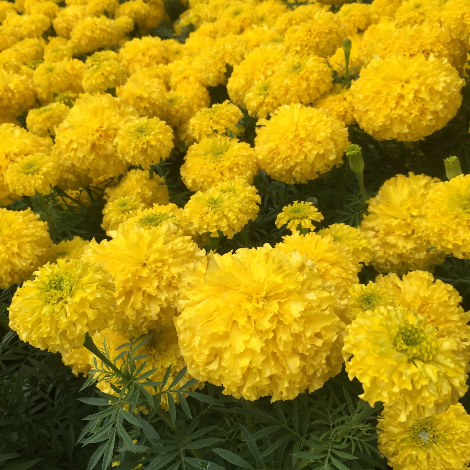 iPhone 6 Plus back camera 4.15mm f/2.2 sample photo. Flowers photography