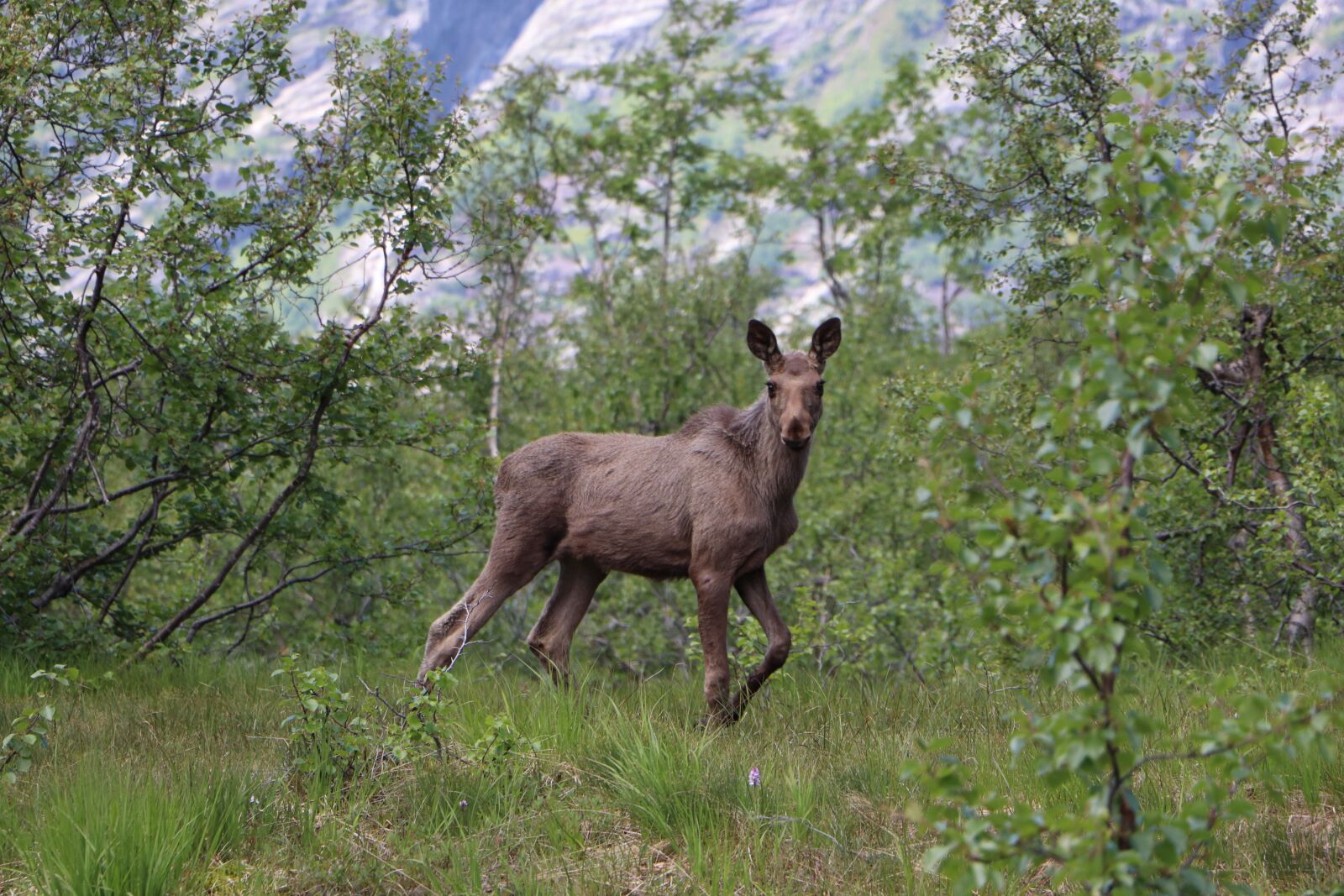 Canon EOS 800D (EOS Rebel T7i / EOS Kiss X9i) sample photo. Caribou, grass, norway photography