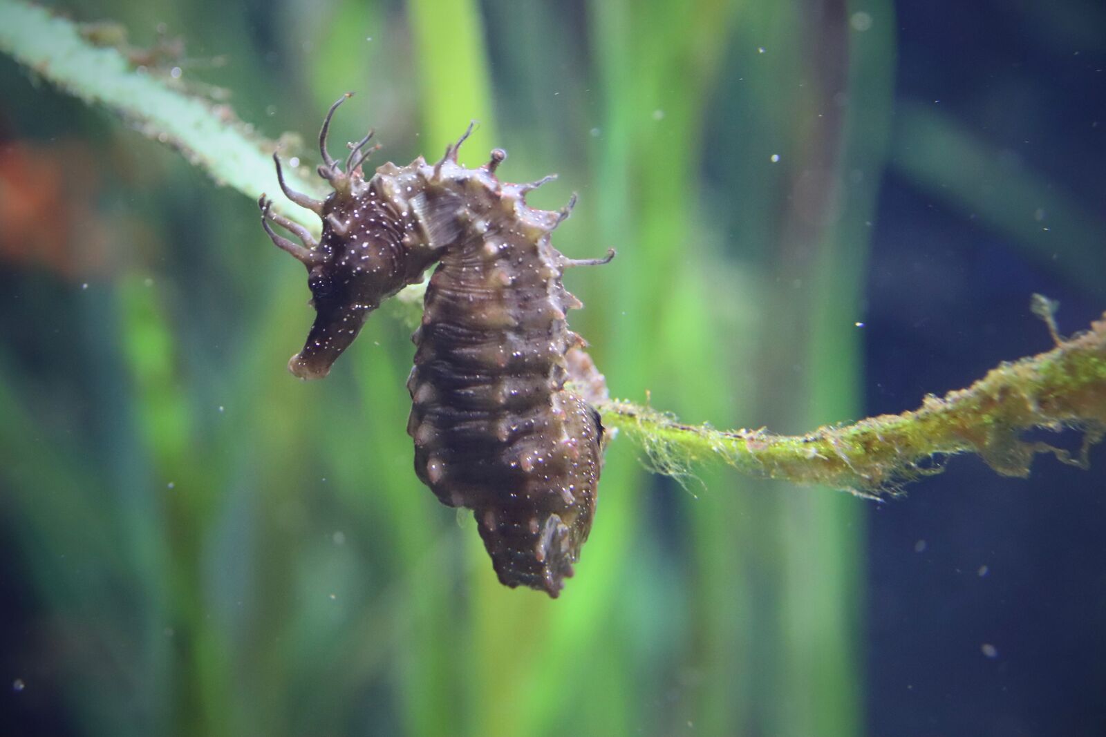 Canon EOS 800D (EOS Rebel T7i / EOS Kiss X9i) sample photo. Seahorse, the aquazoo d photography