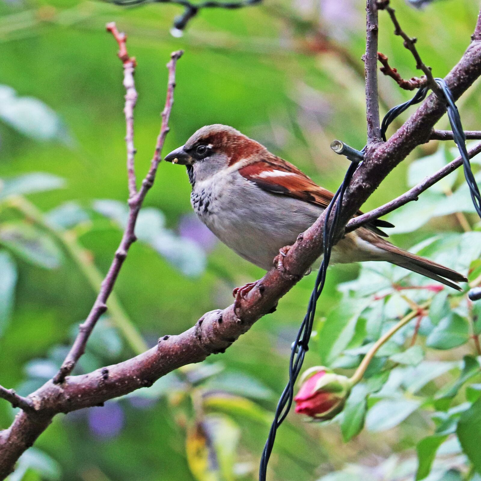 Canon EF-S 55-250mm F4-5.6 IS STM sample photo. Bird, sparrow, perched photography