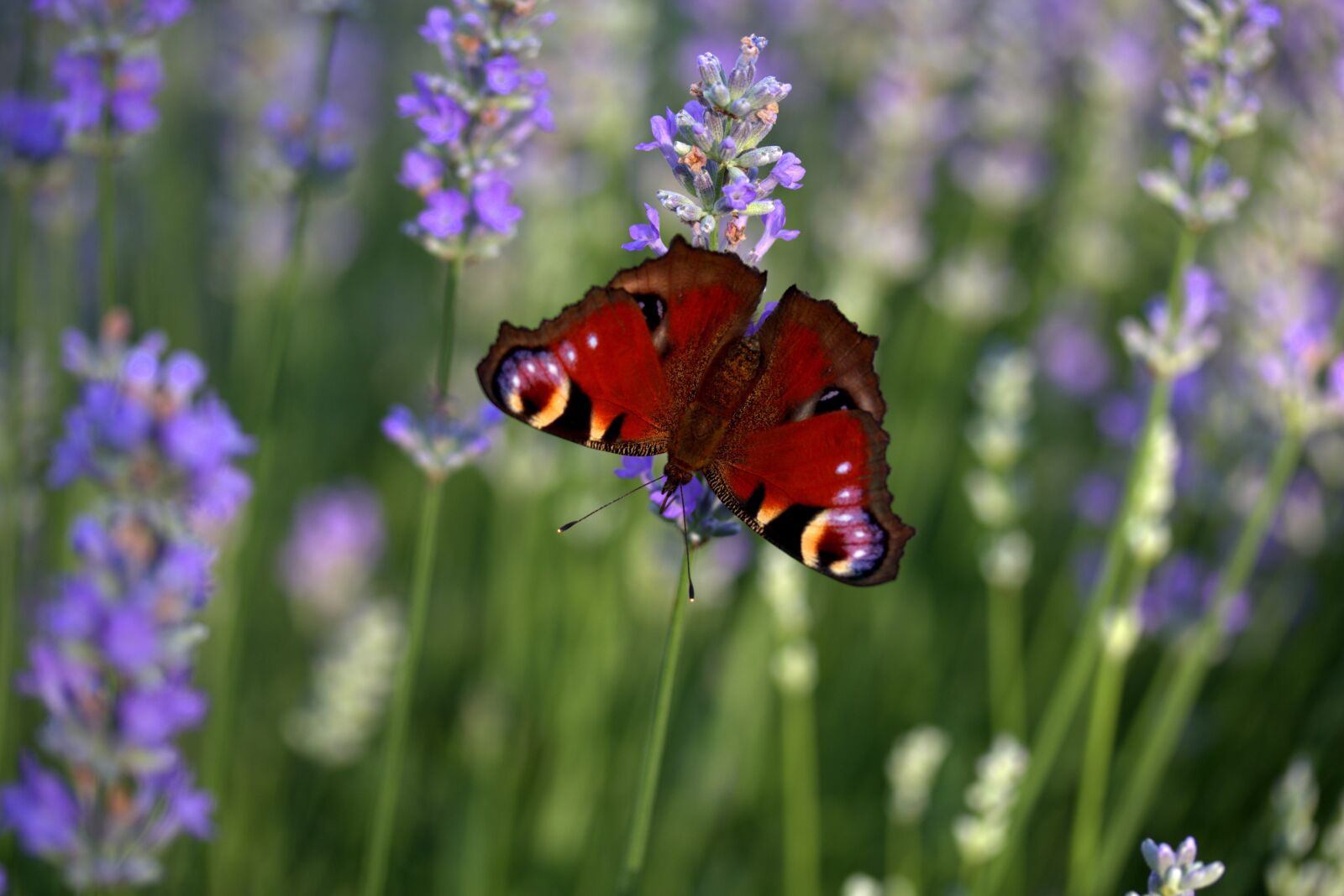 Canon EF-S 60mm F2.8 Macro USM sample photo. Butterfly, lavender, coloring photography