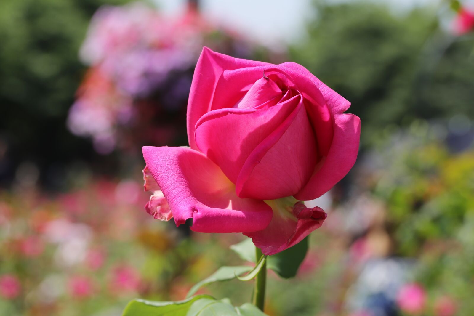 Canon EOS 6D Mark II sample photo. Rose, roses flowers, flowers photography