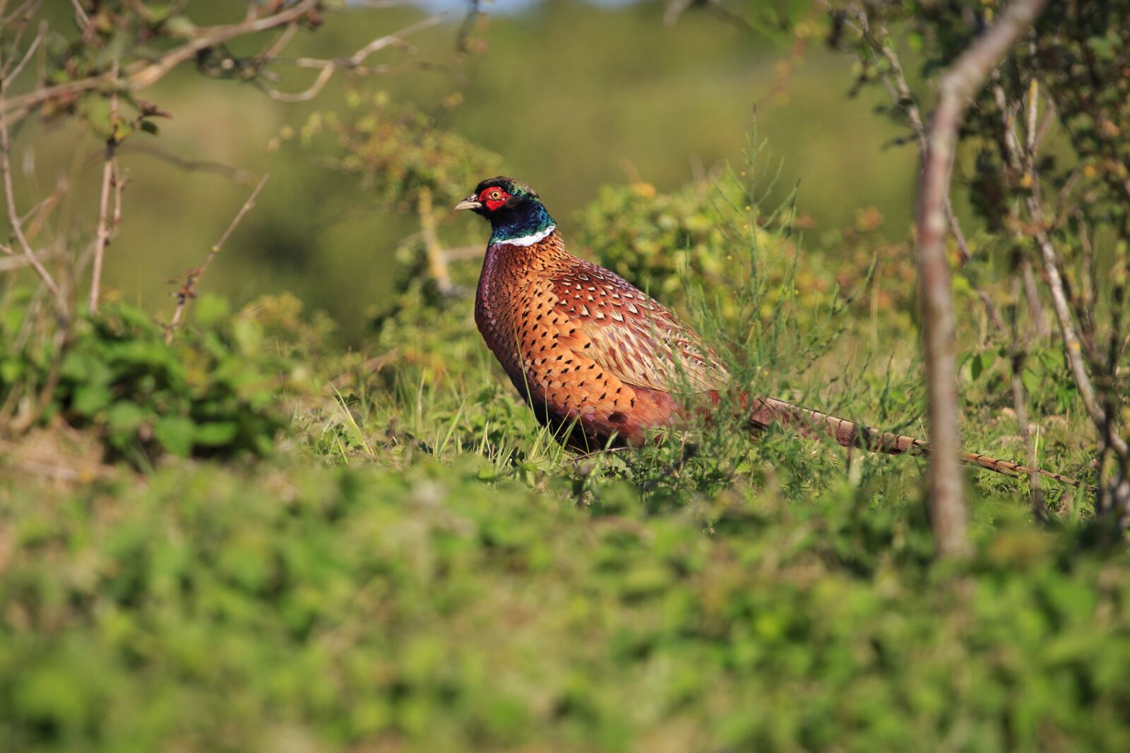 Canon EOS 6D + Canon EF 70-200mm F4L USM sample photo. Pheasant, bird, wildlife photography