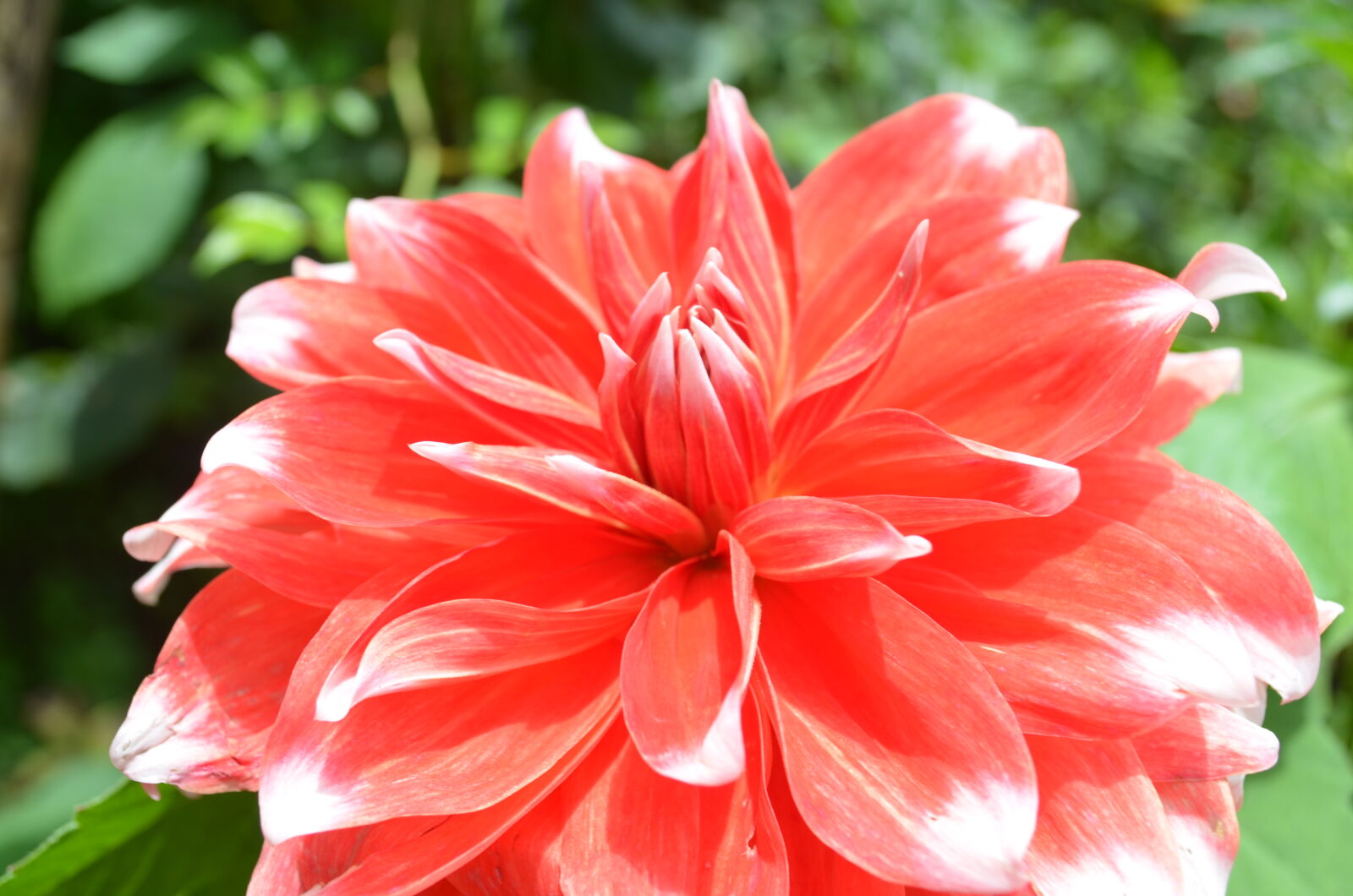 Nikon D5100 sample photo