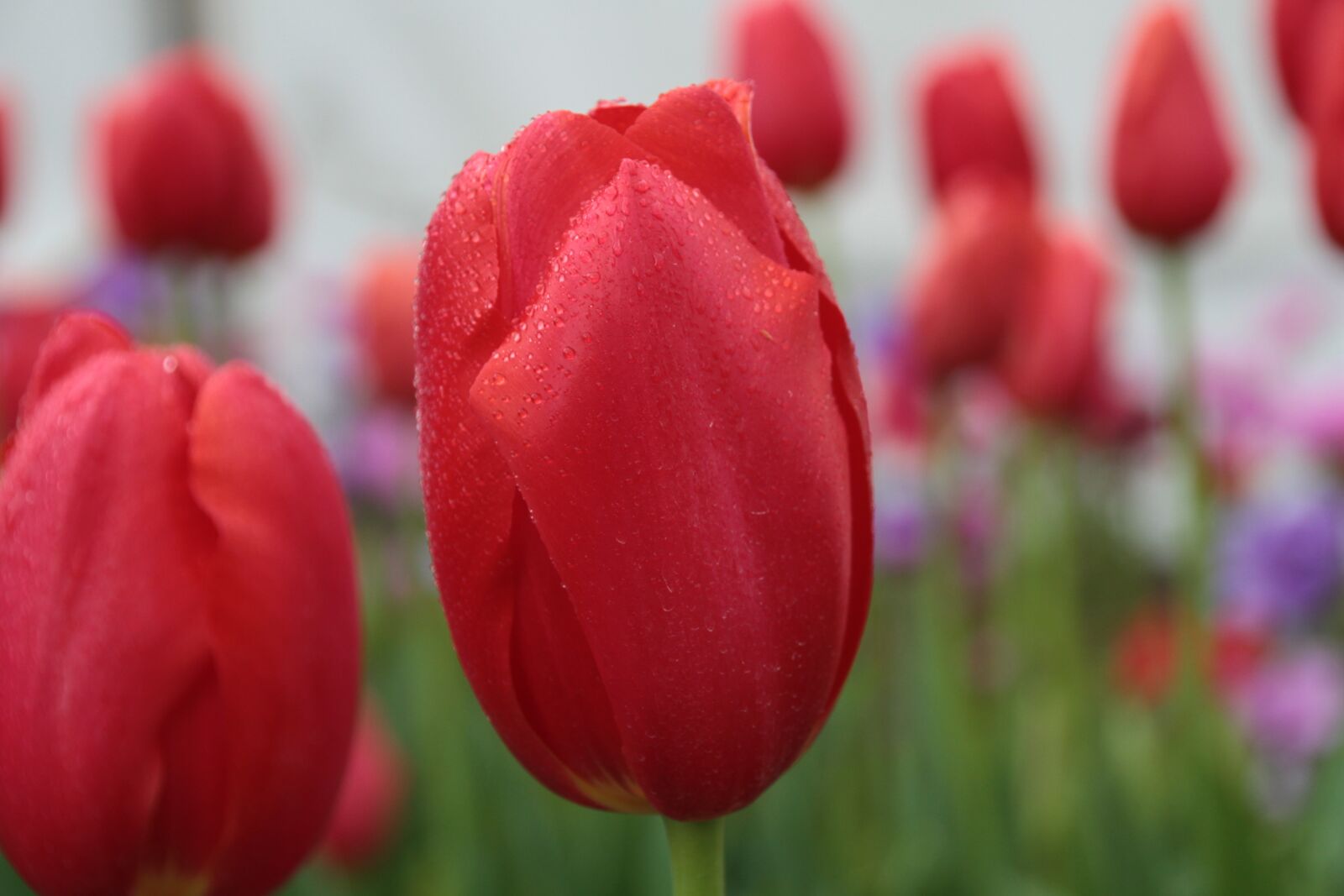 Canon EOS 7D sample photo. Tulip, flower, red photography