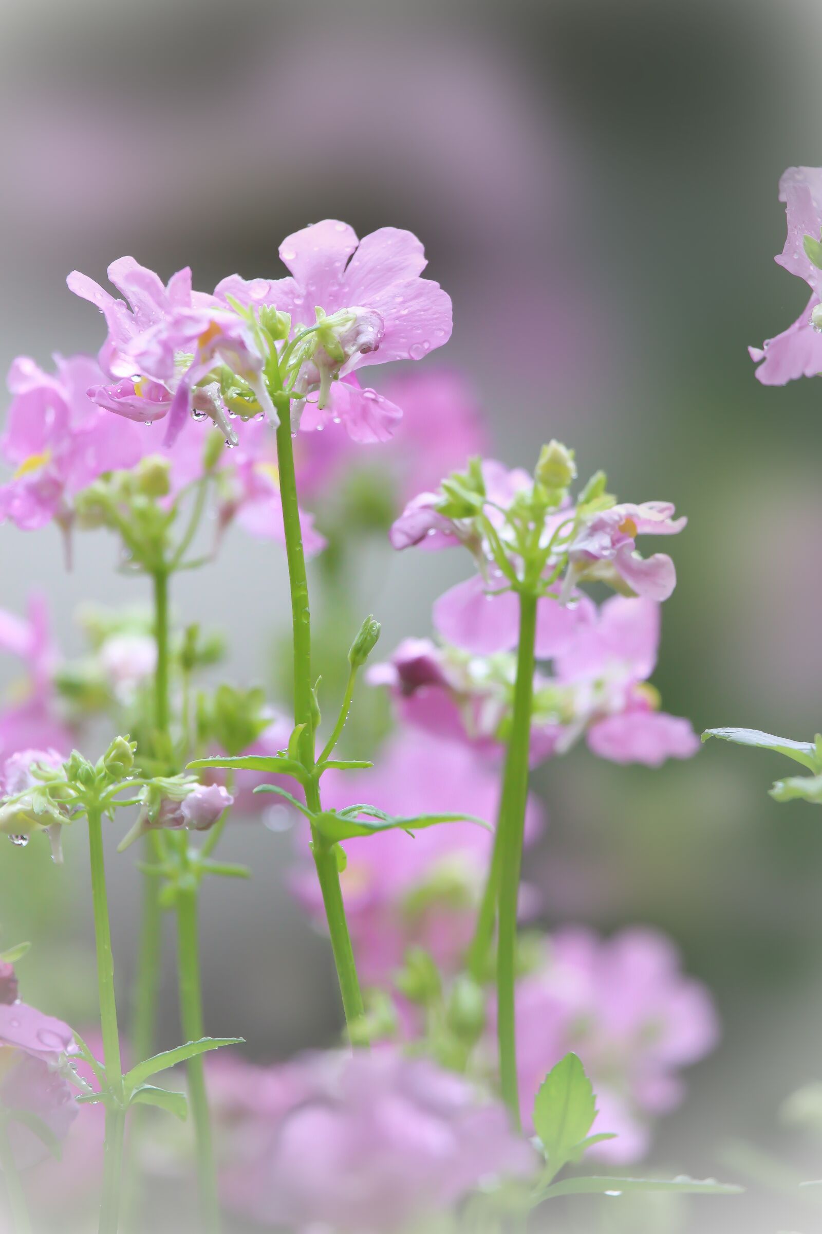 Canon EOS 700D (EOS Rebel T5i / EOS Kiss X7i) sample photo. Pink, nature, spring photography