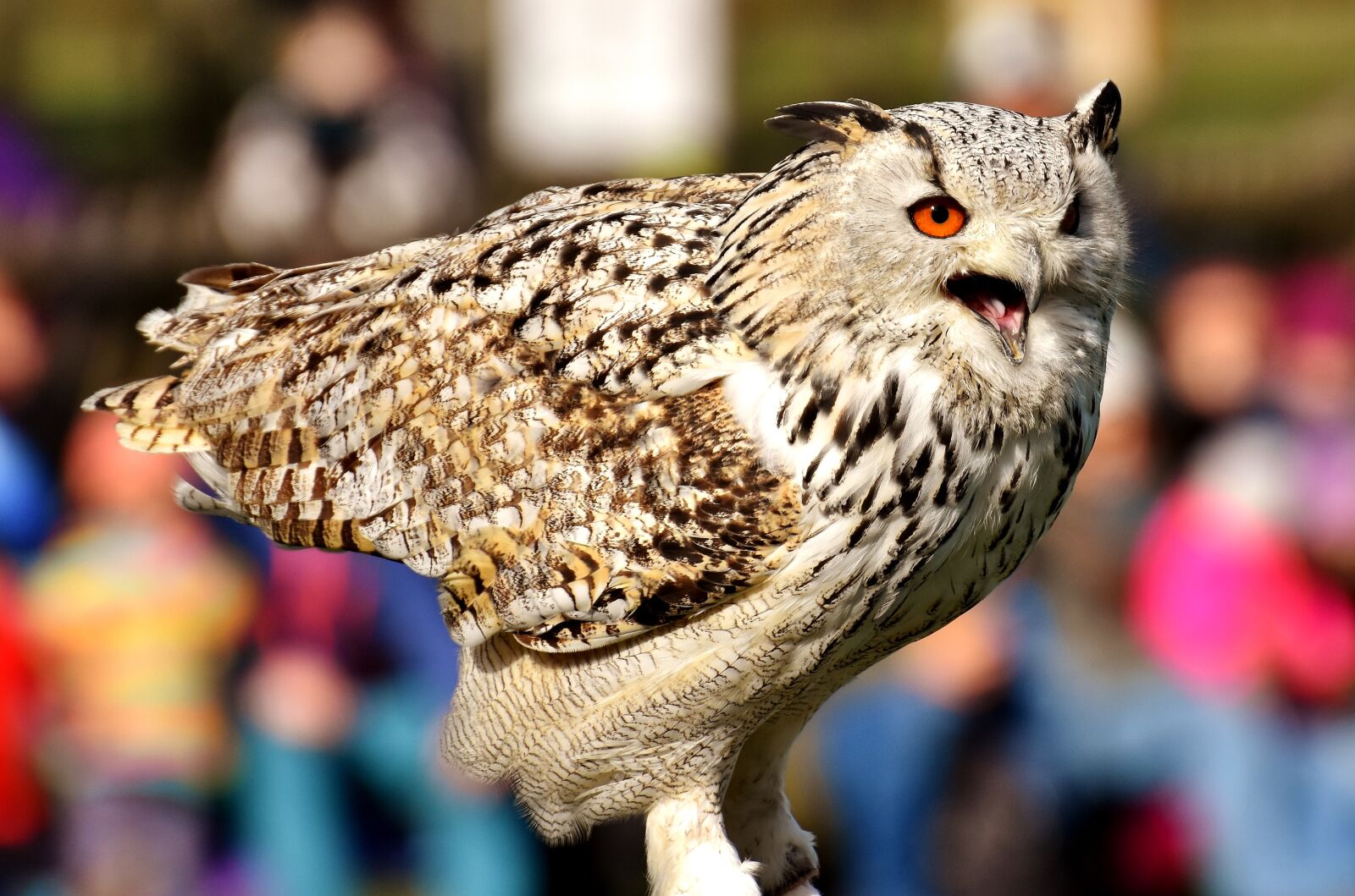 Nikon D7200 sample photo. Owl, bird, feather photography