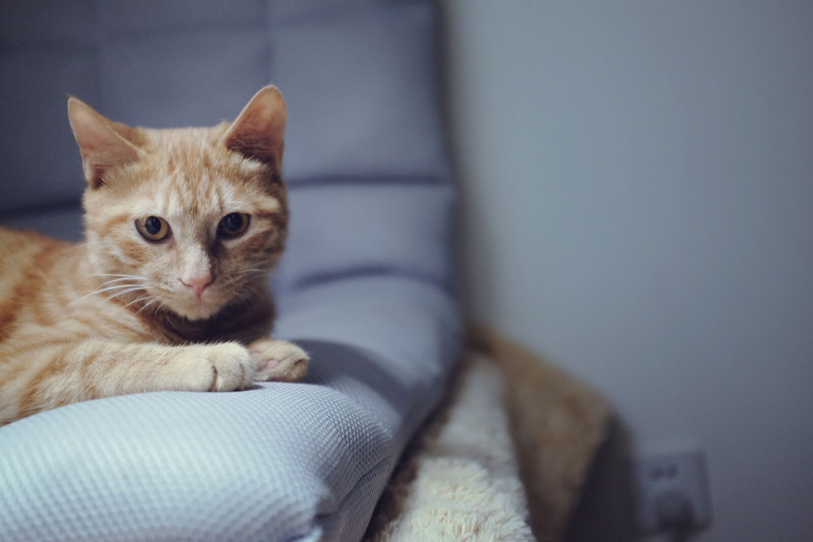 Fujifilm X100T sample photo. Cat photography