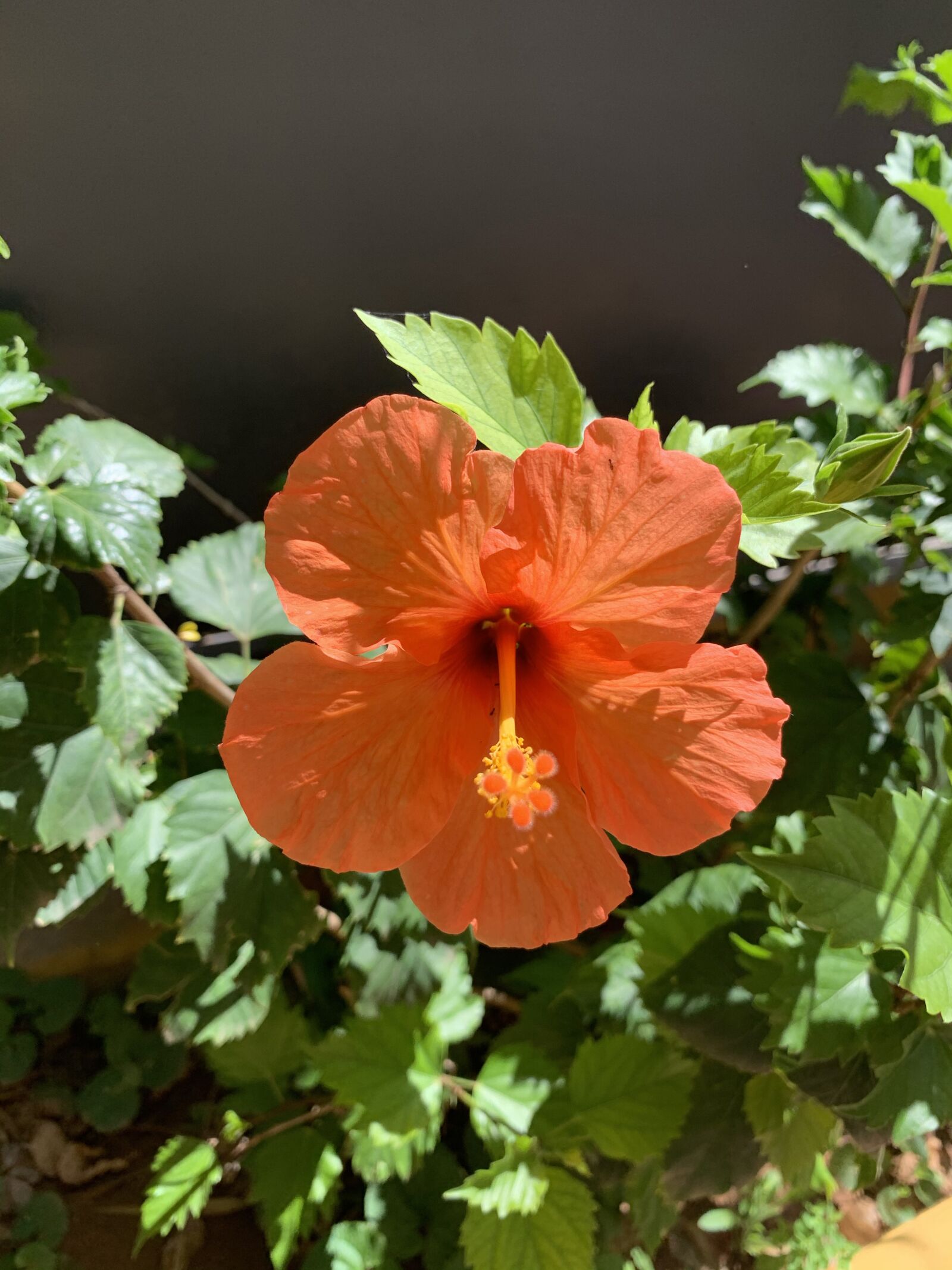 Apple iPhone XR sample photo. Hibiscus, flower, color photography