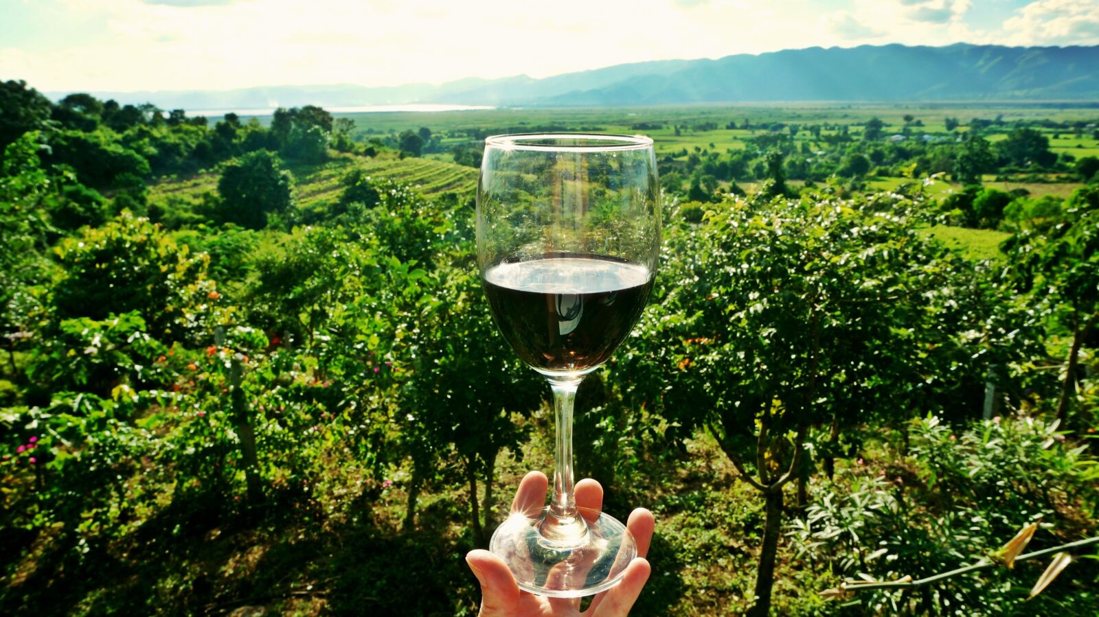 Sony Alpha NEX-6 sample photo. Wine, vineyard, drink photography