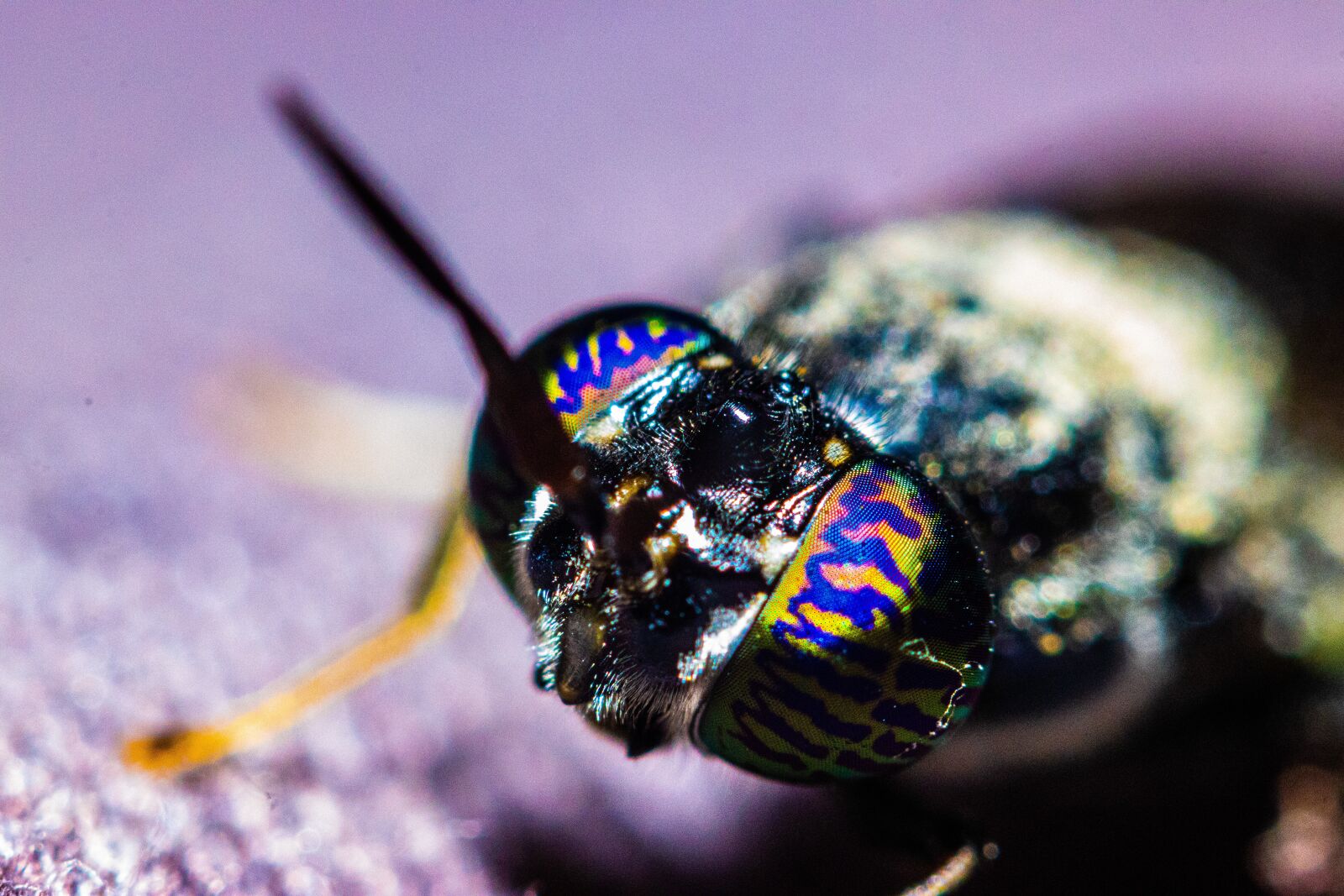 Canon EOS 90D sample photo. Bug, insect, wildlife photography