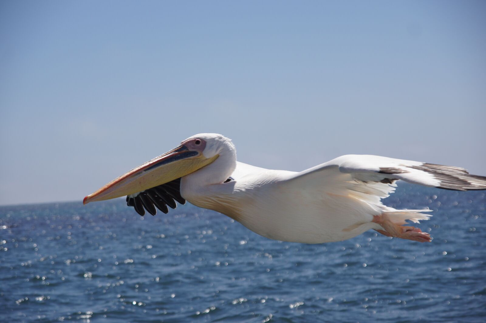 Sony SLT-A55 (SLT-A55V) sample photo. Waters, bird, sea photography