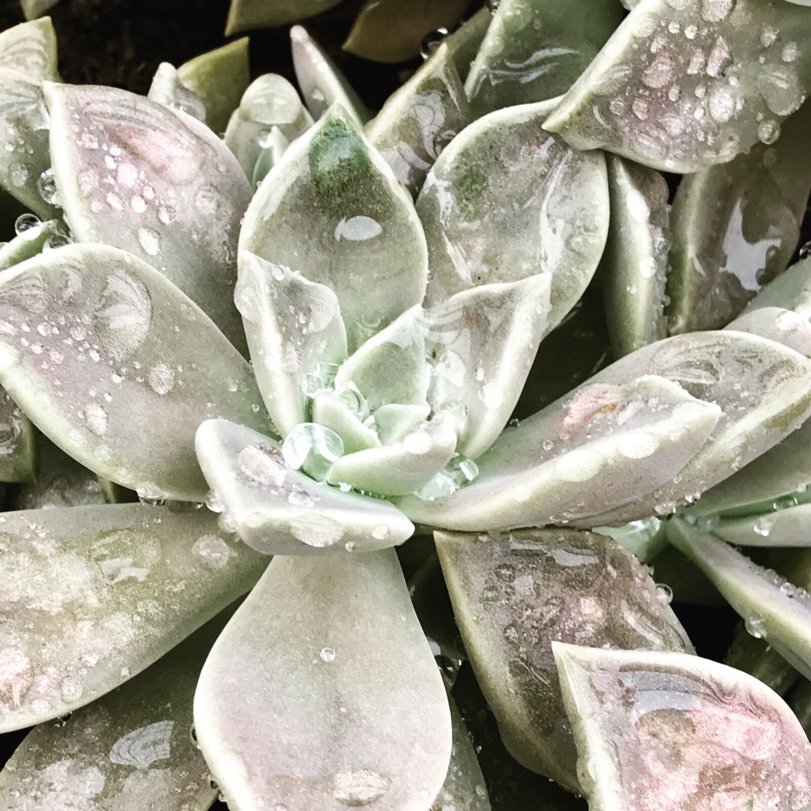 iPhone 7 Plus back dual camera 3.99mm f/1.8 sample photo. Drop, succulent, plant photography