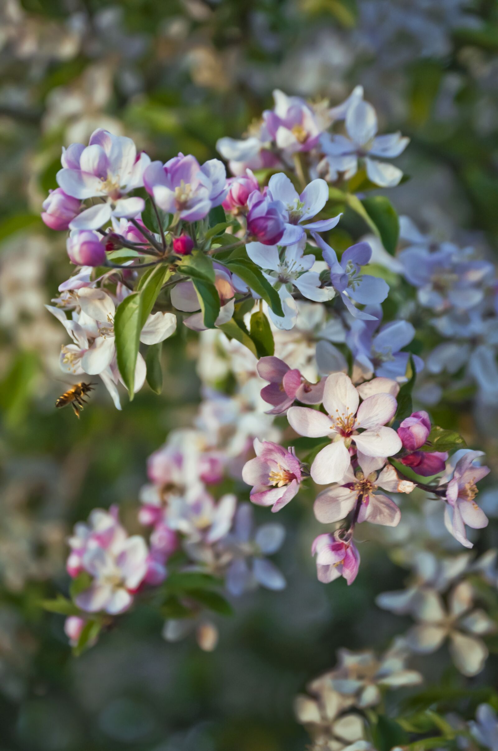 Nikon D90 sample photo. Apple blossom, apple, apple photography