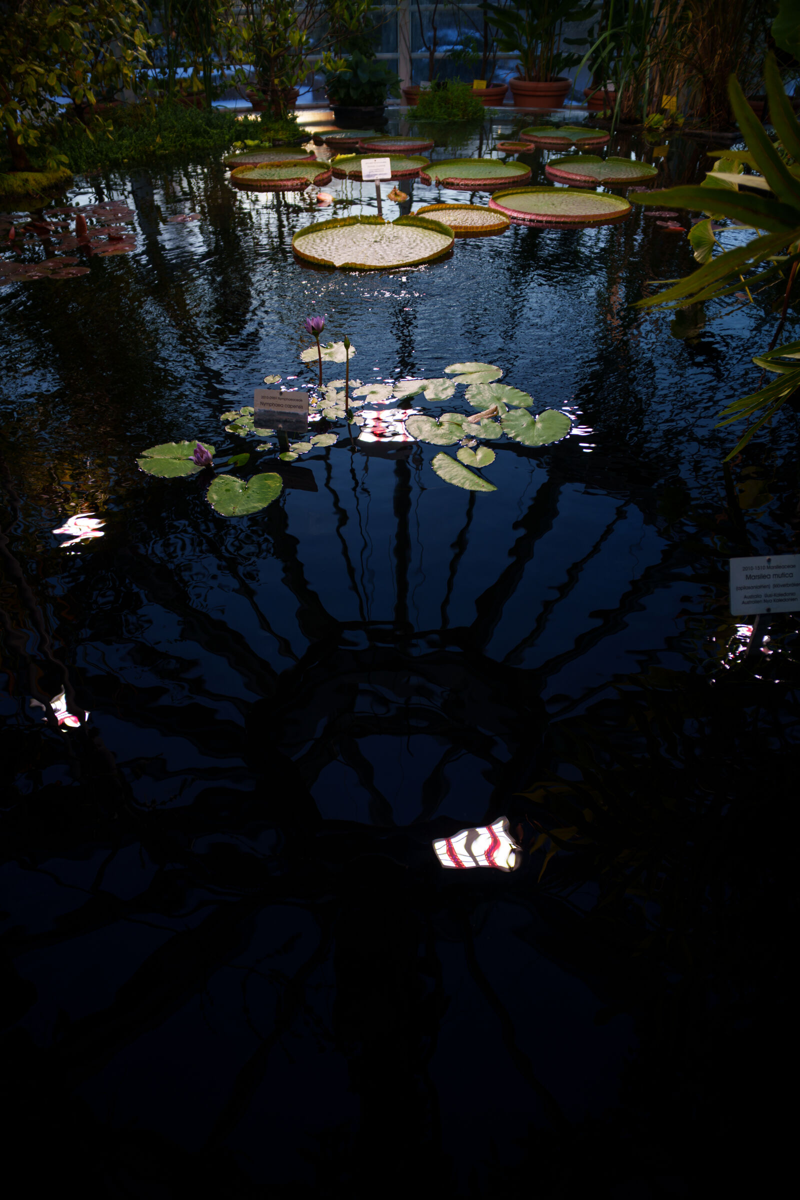 Samyang Remaster Slim 21mm F3.5 sample photo. Greenhouse pond photography
