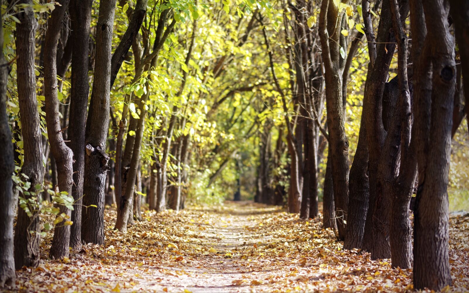 Nikon D5300 sample photo. Landscape, nature, park photography