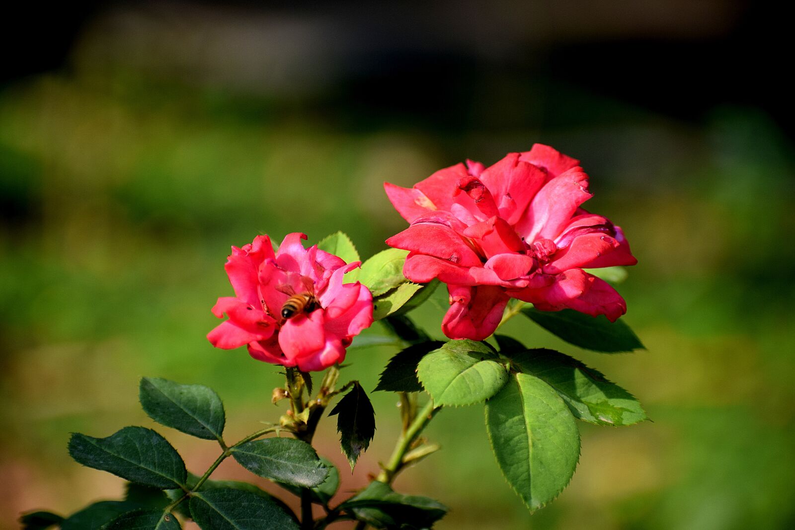 Nikon D3300 sample photo. Rose, honeybee, flower photography