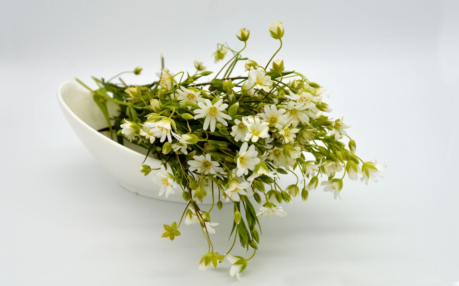 Nikon D3200 sample photo. Stellaria holostea, flowers, white photography