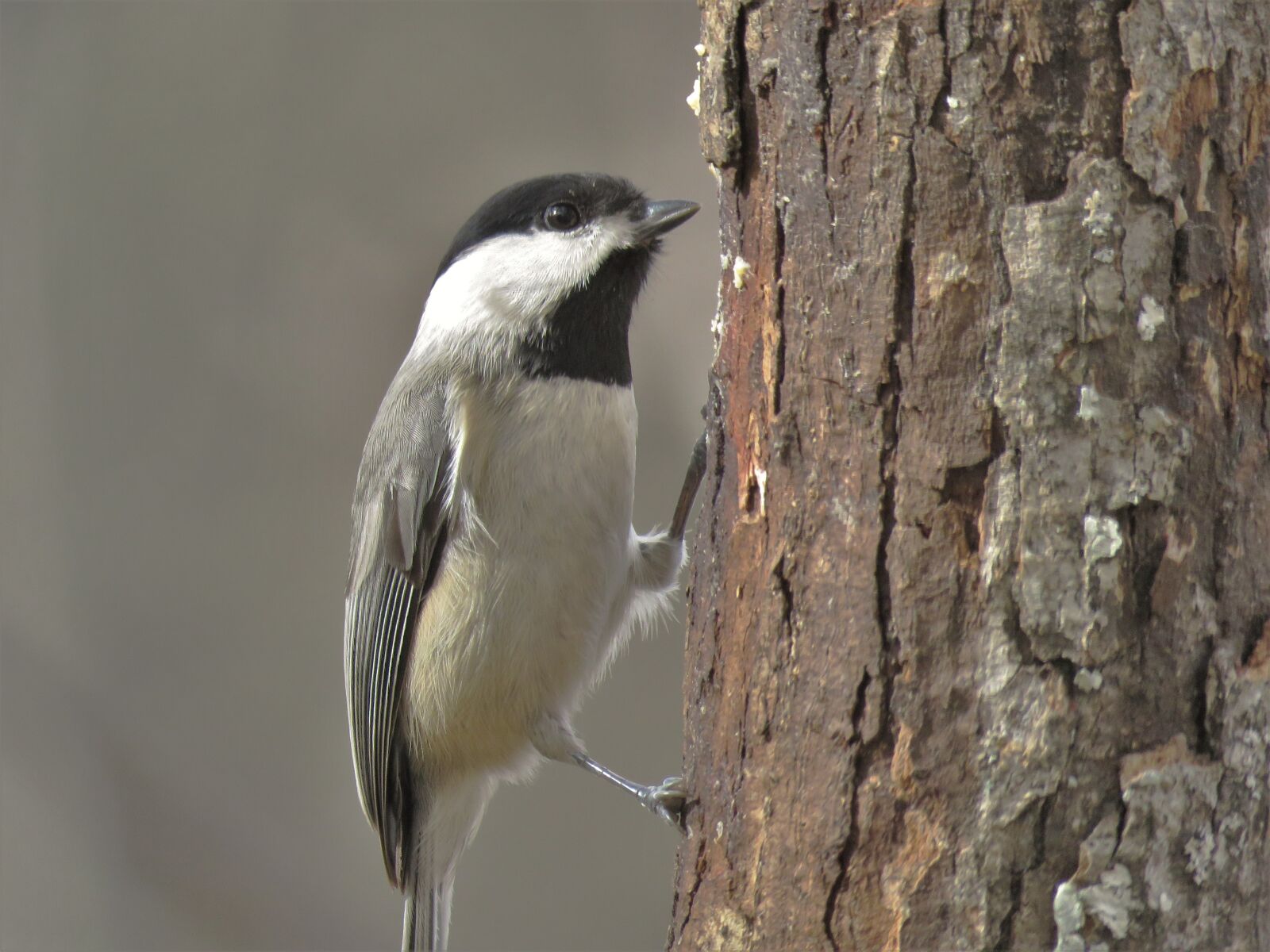 Canon PowerShot SX60 HS sample photo. Bird, wildlife, nature photography