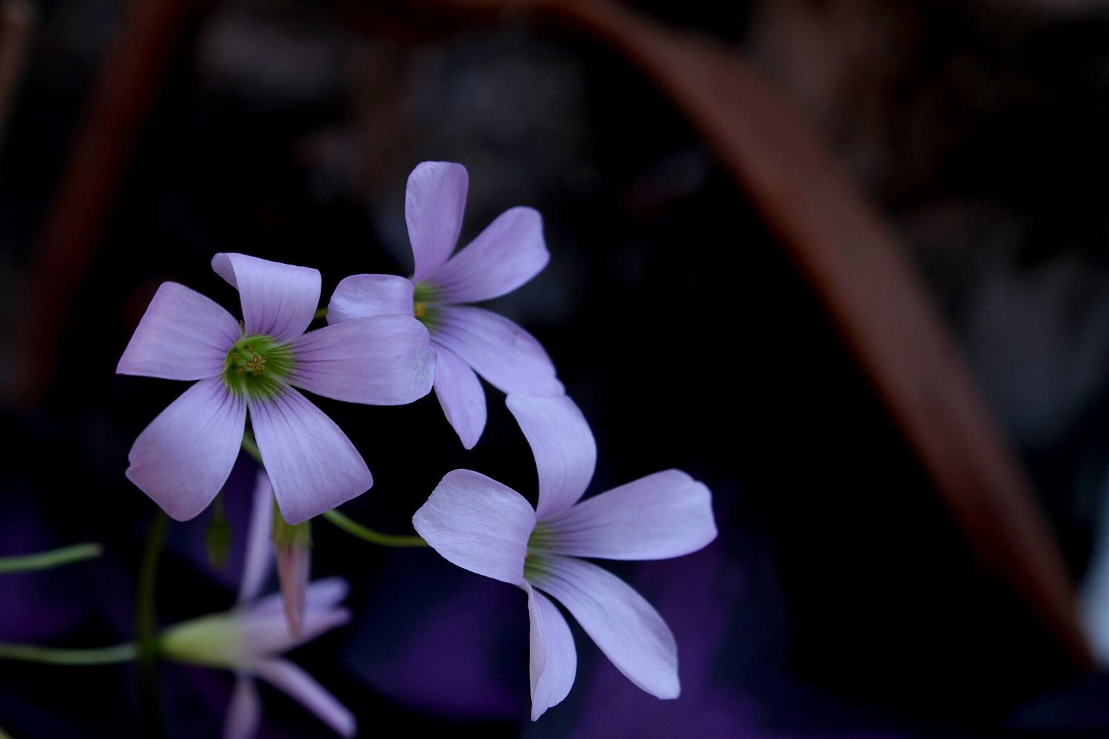 Canon EOS 1100D (EOS Rebel T3 / EOS Kiss X50) sample photo. Violet, flower, garden photography