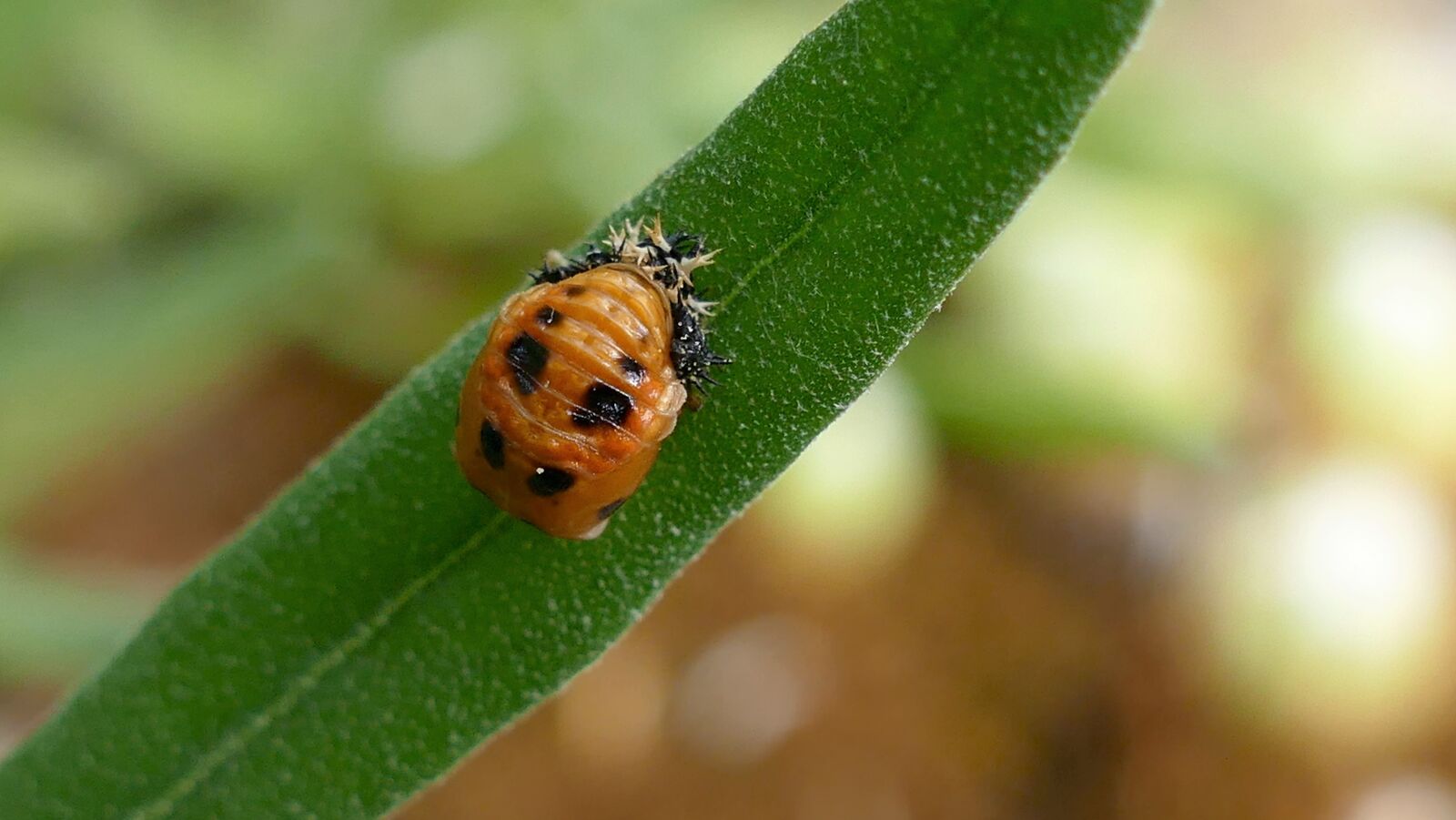 Panasonic Lumix DMC-FZ1000 sample photo. Larva, beetle, ladybug photography