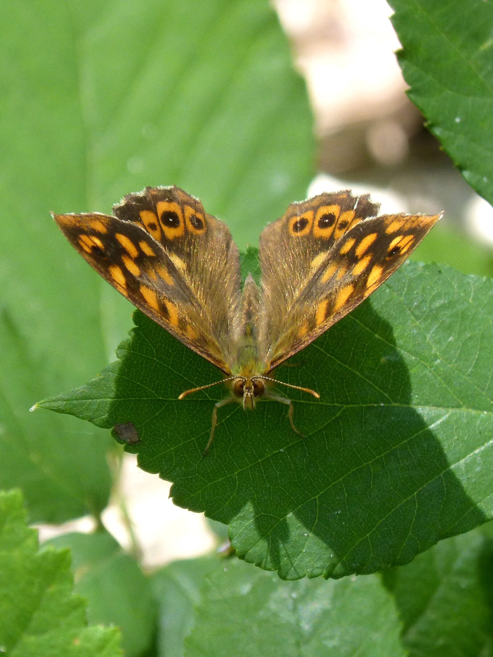 Panasonic DMC-FZ62 sample photo. Butterfly, margenera, butterfly saltacercas photography