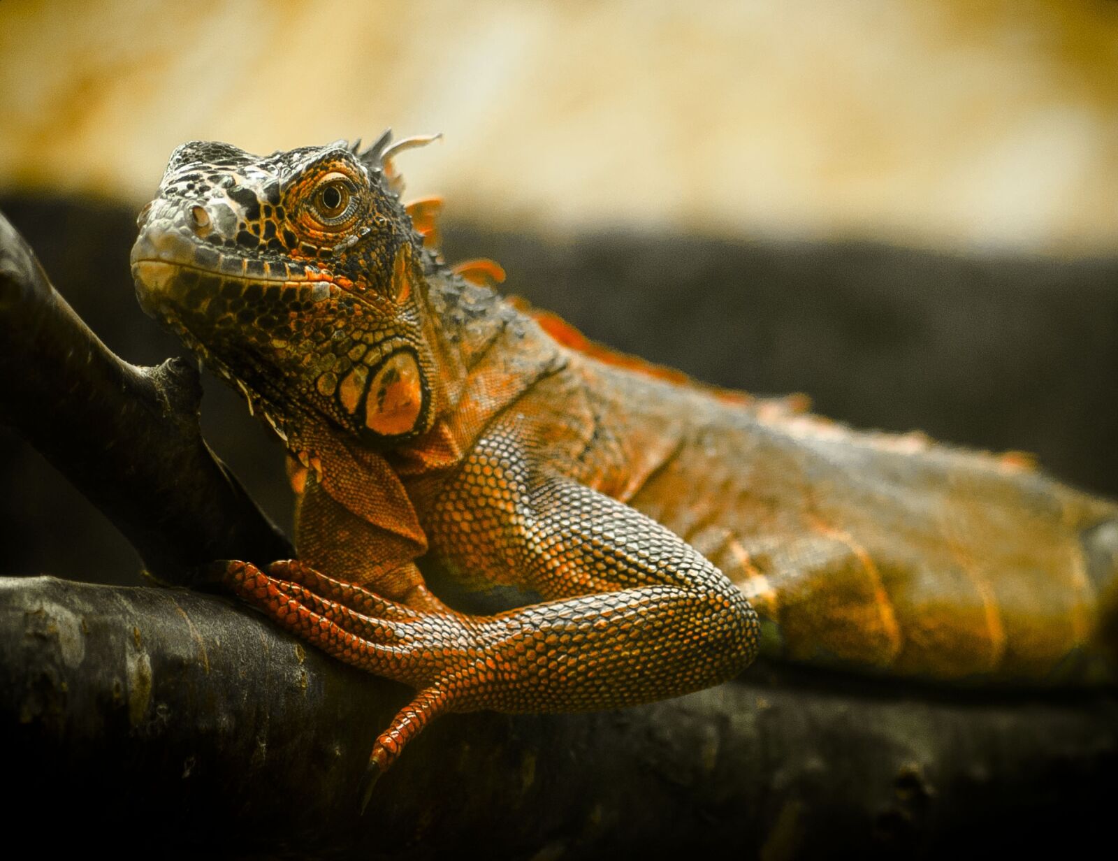 Nikon D200 sample photo. Lizard, zoo, iguana photography