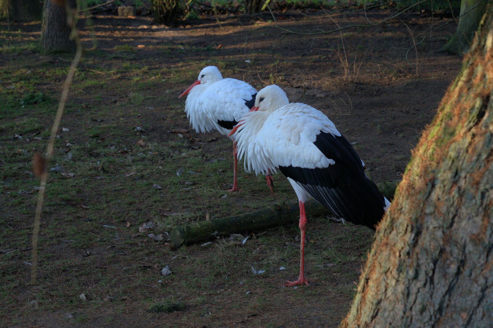 Sony a7 II + Sony Vario Tessar T* FE 24-70mm F4 ZA OSS sample photo. Stork, rattle stork, bird photography