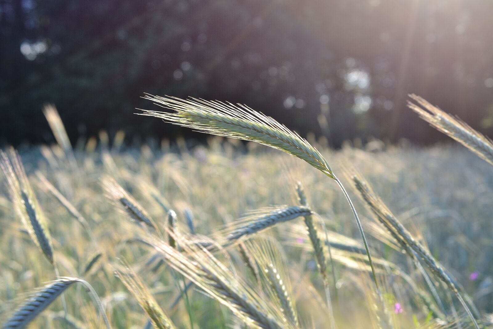 Nikon D3100 sample photo. Grain, nature, wheat photography