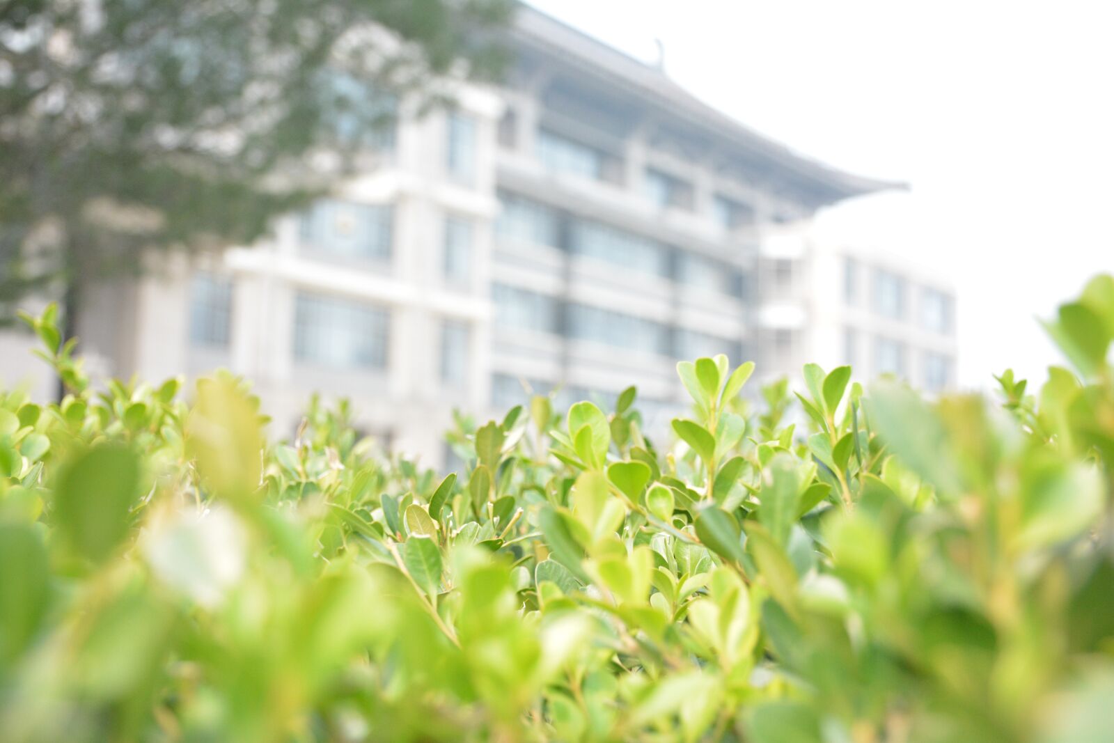 Nikon D7100 sample photo. North, library, blur photography