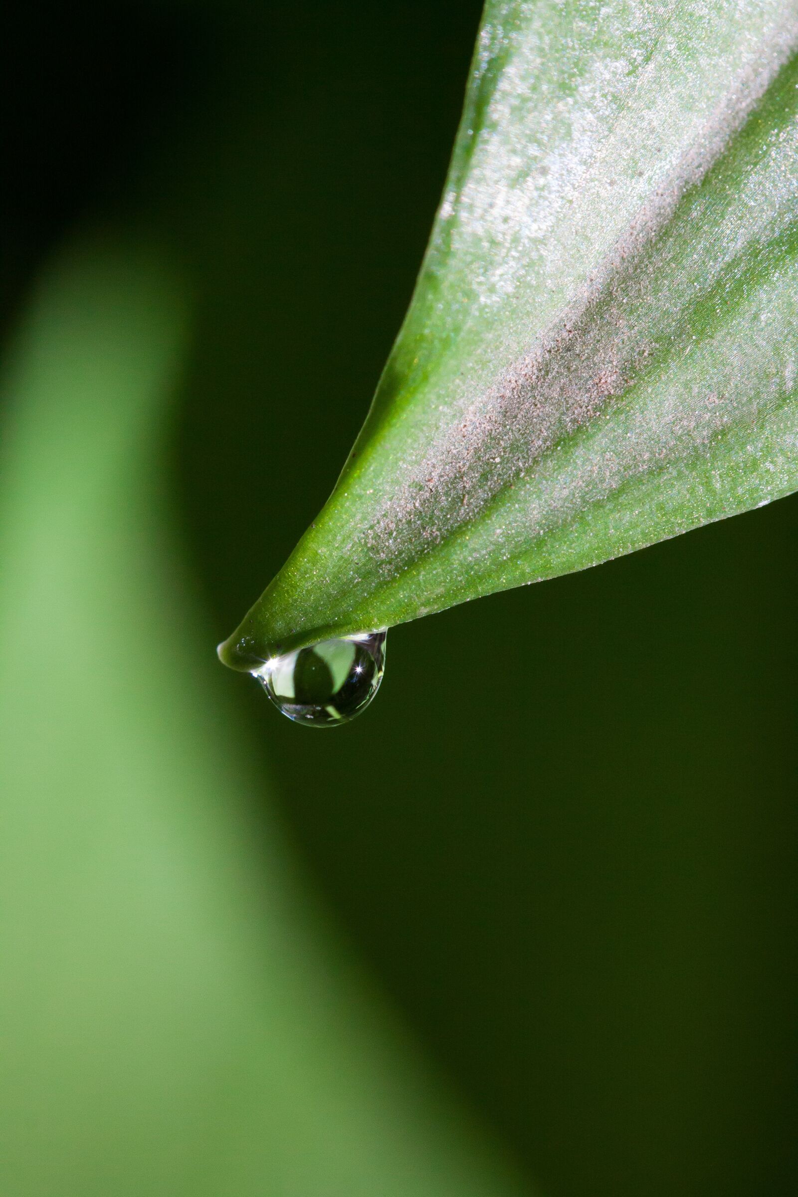 Canon EOS 50D sample photo. Bear's garlic, allium ursinum photography