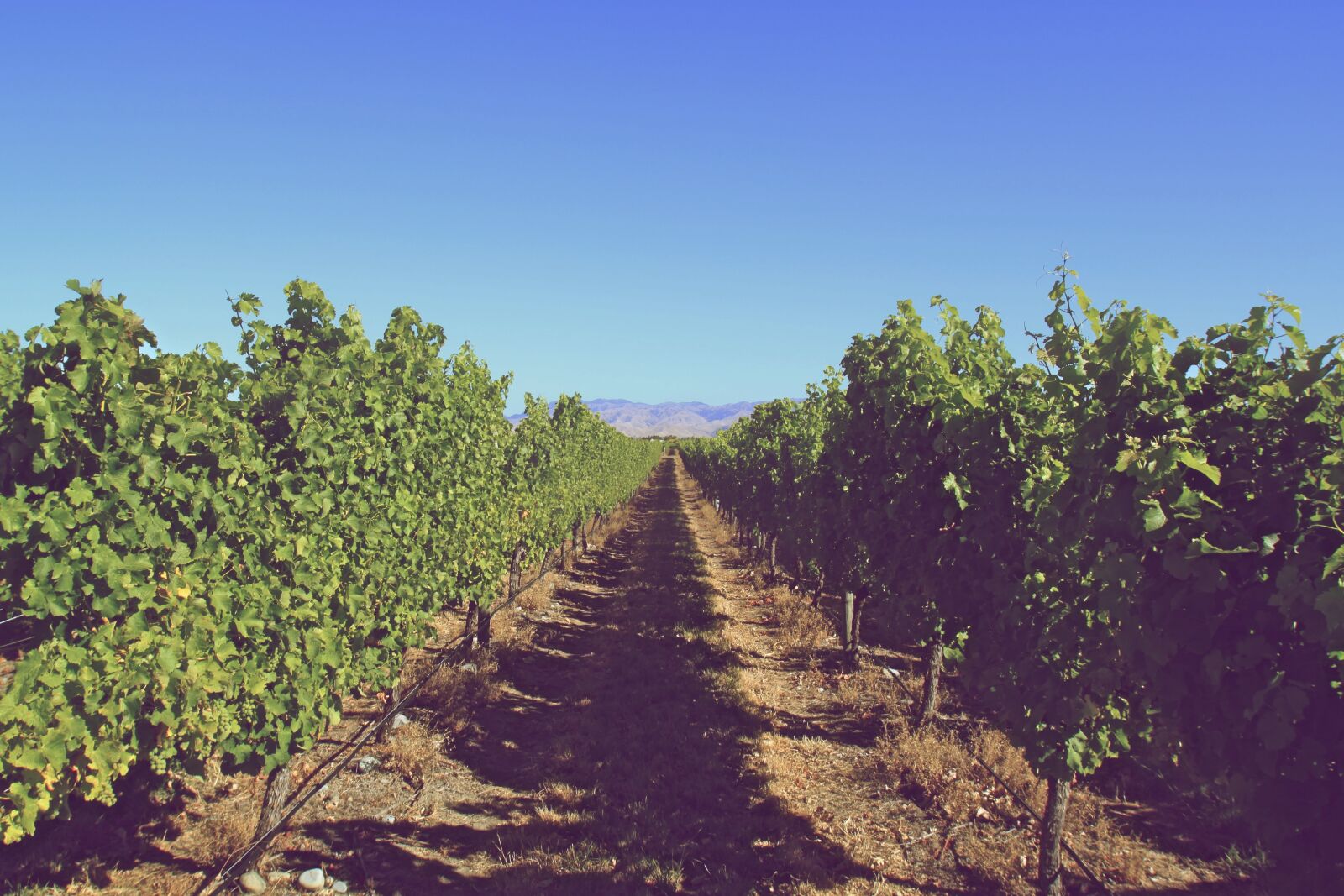 Canon EOS 500D (EOS Rebel T1i / EOS Kiss X3) sample photo. Vineyard, grapes, leaves photography