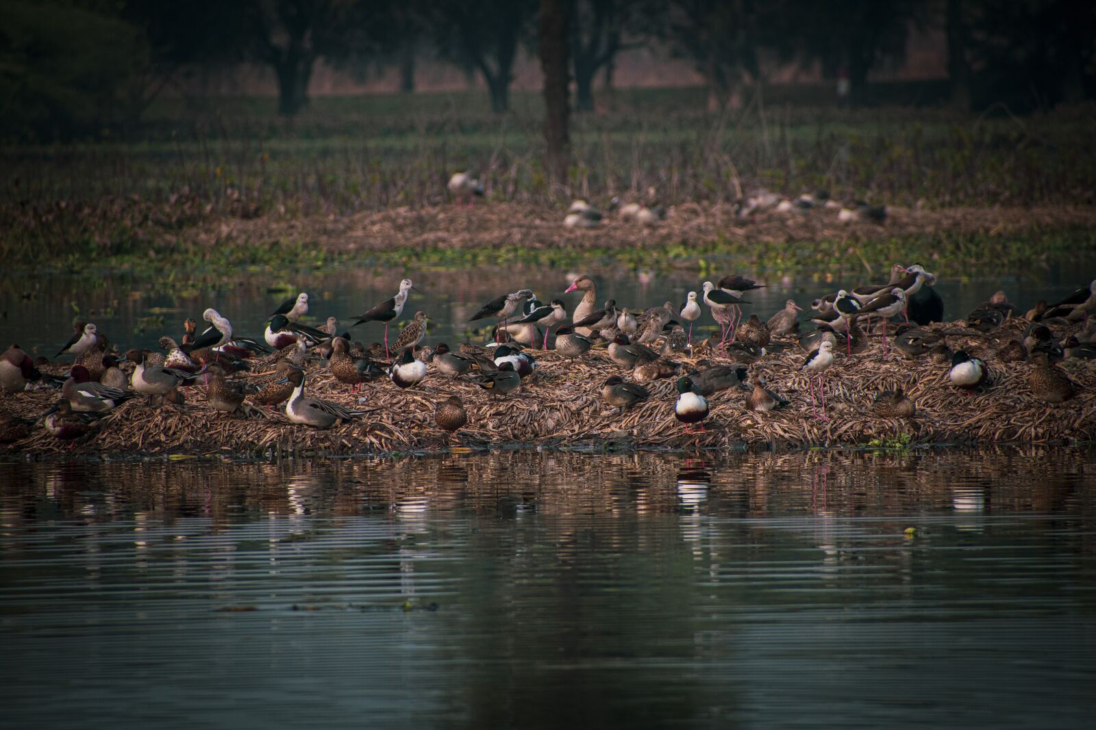 Nikon D3400 sample photo. Forest, birds, nature photography