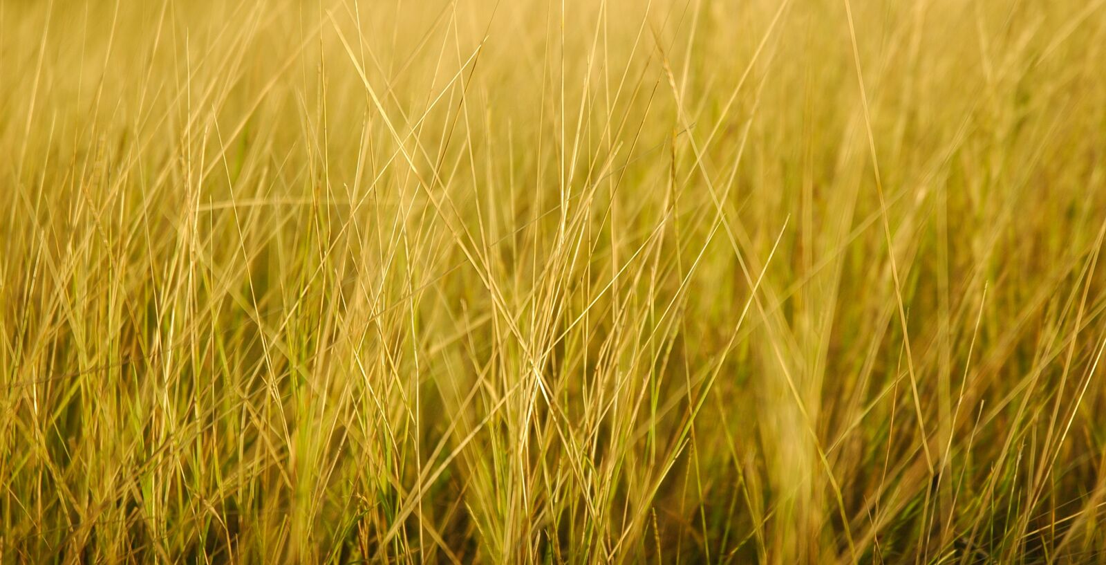Nikon D70s sample photo. Yellow, grass, landscape photography