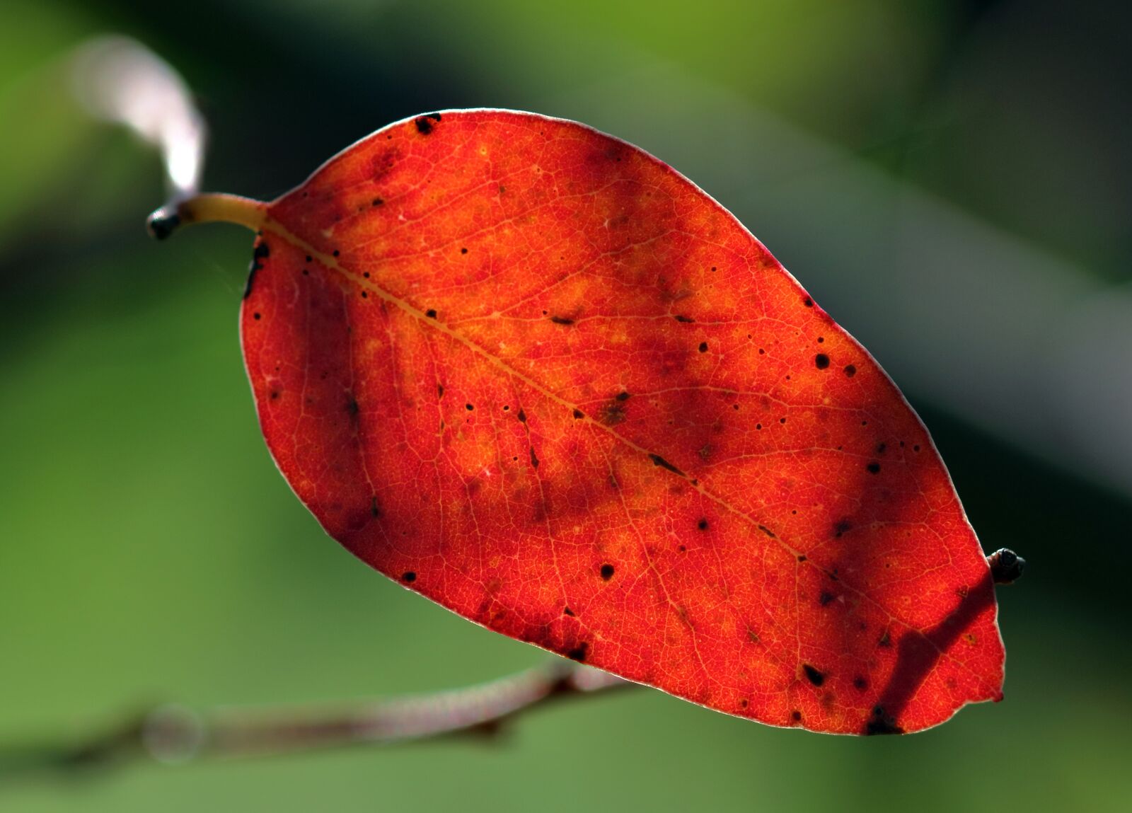 Canon EOS 80D sample photo. Red, leaf, autumn photography