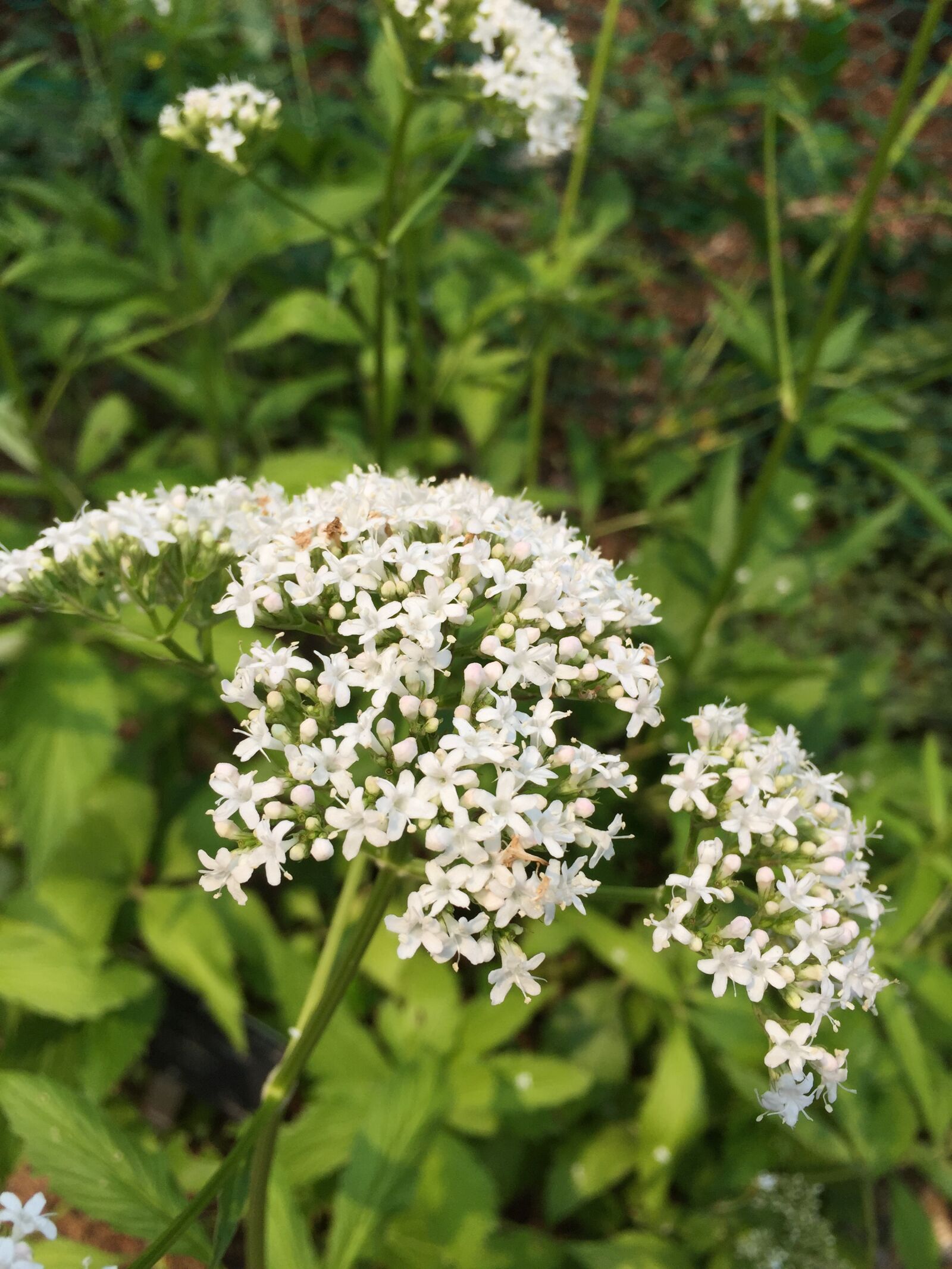 iPhone 6 Plus back camera 4.15mm f/2.2 sample photo. Flowers, plants, nature photography