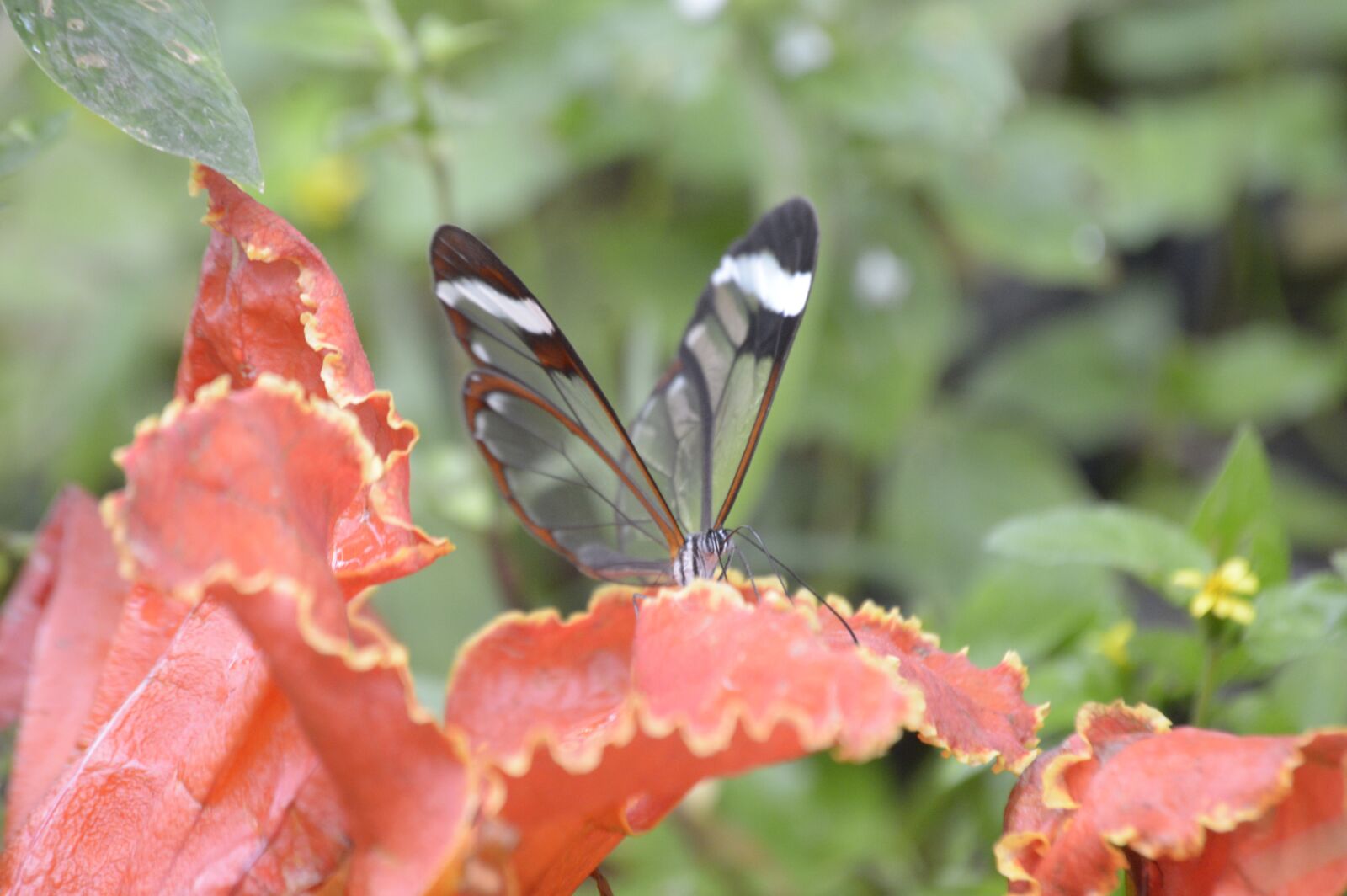 Nikon D3200 sample photo. Mariposa, nature, butterfly photography