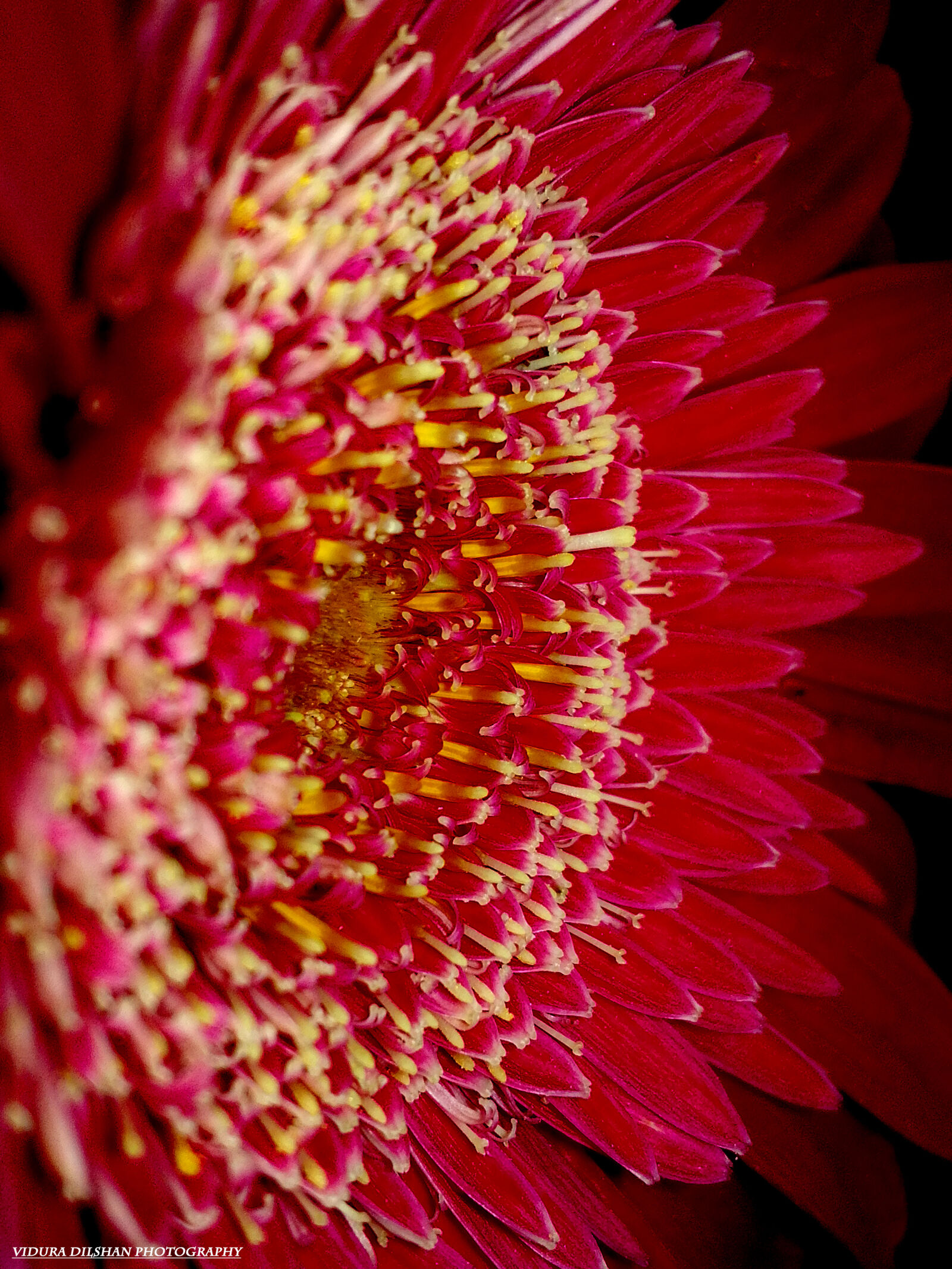 HUAWEI Y541-U02 sample photo. Beautiful, flowers, cool, pink photography