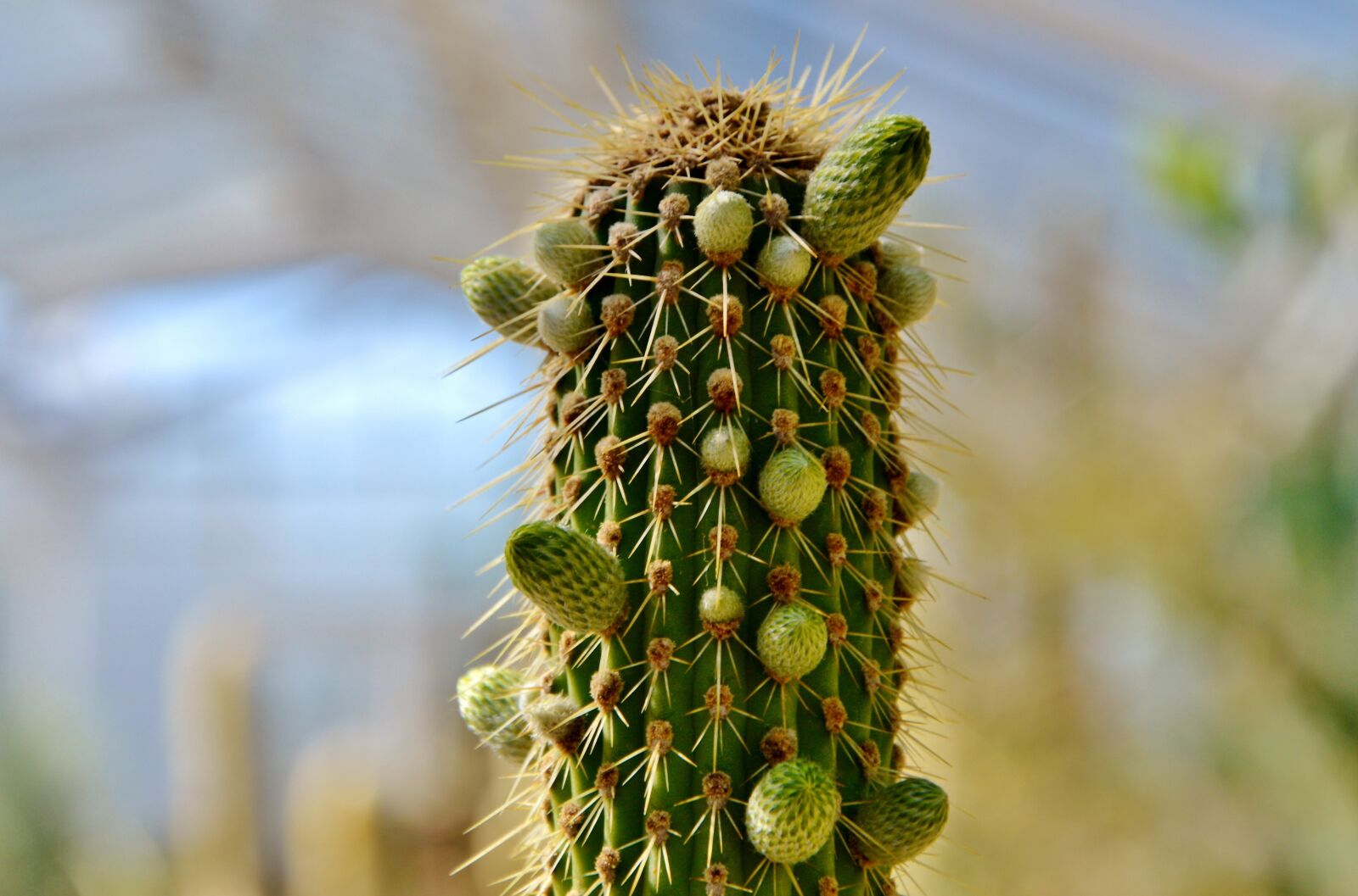 Nikon D3200 sample photo. Cactus, spur, green photography