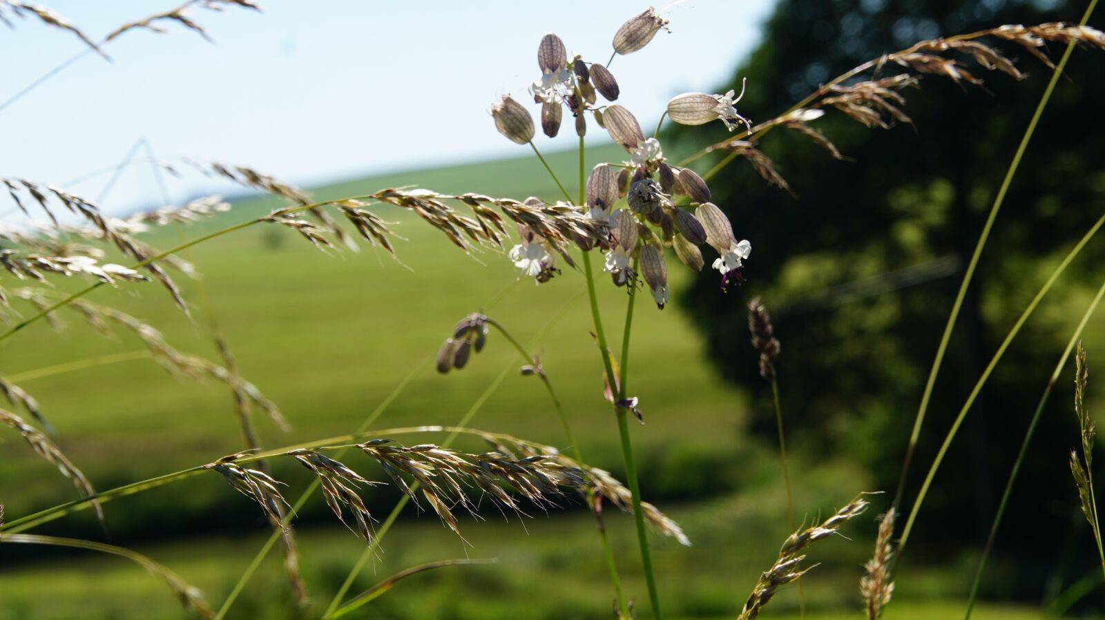 DT 18-270mm F3.5-6.3 SSM sample photo. Grass, meadow, nature photography