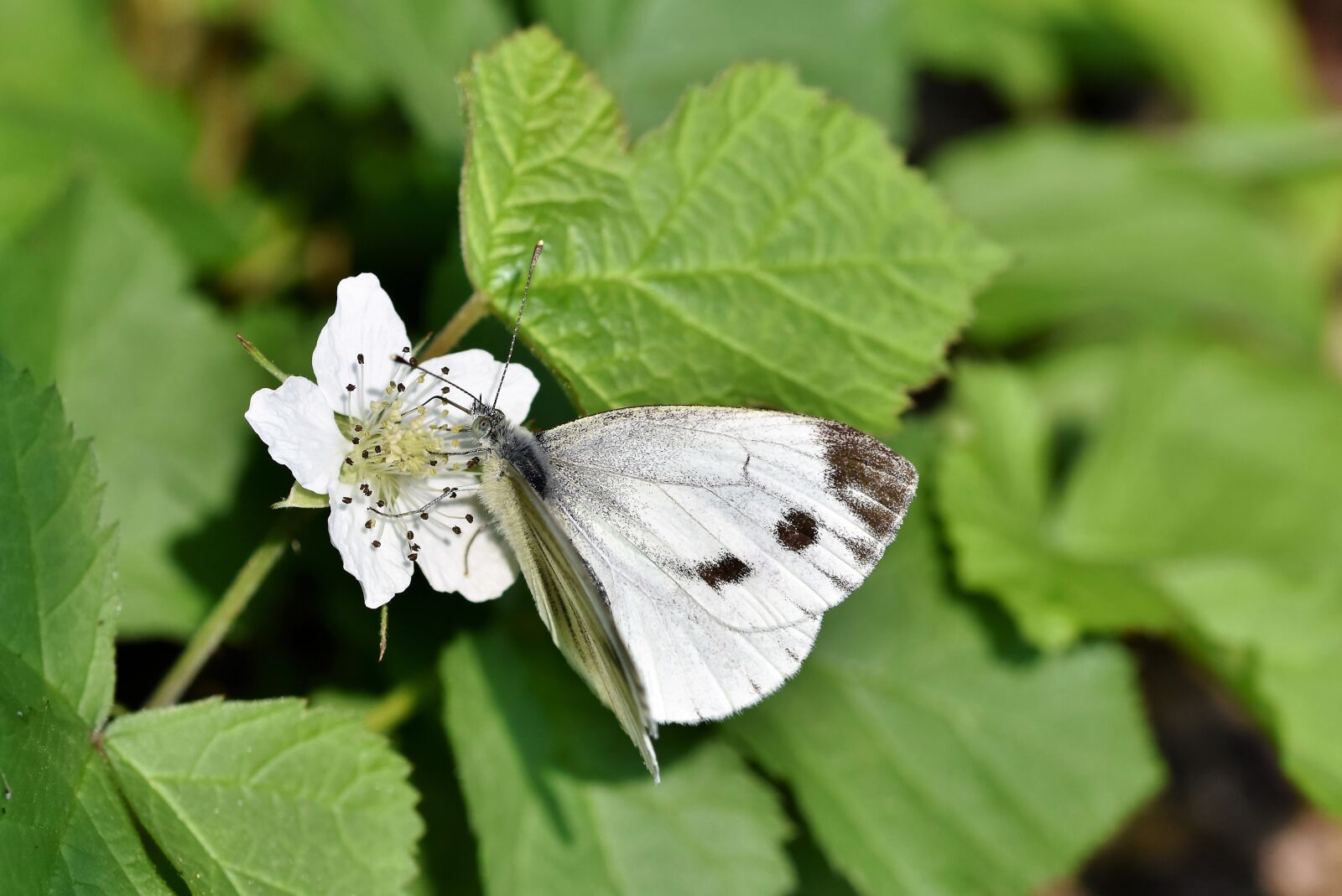 Nikon D7200 sample photo. White ling, butterfly, butterflies photography