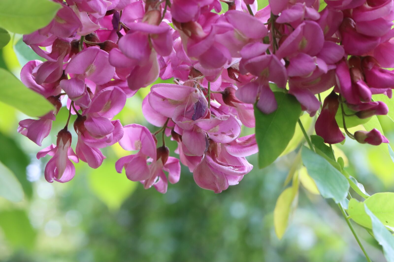 Canon EOS 90D sample photo. Acacias, flower, nature photography