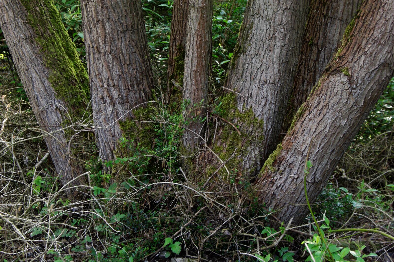 CASIO EX-Z1200 sample photo. Tree trunks, nature, bark photography