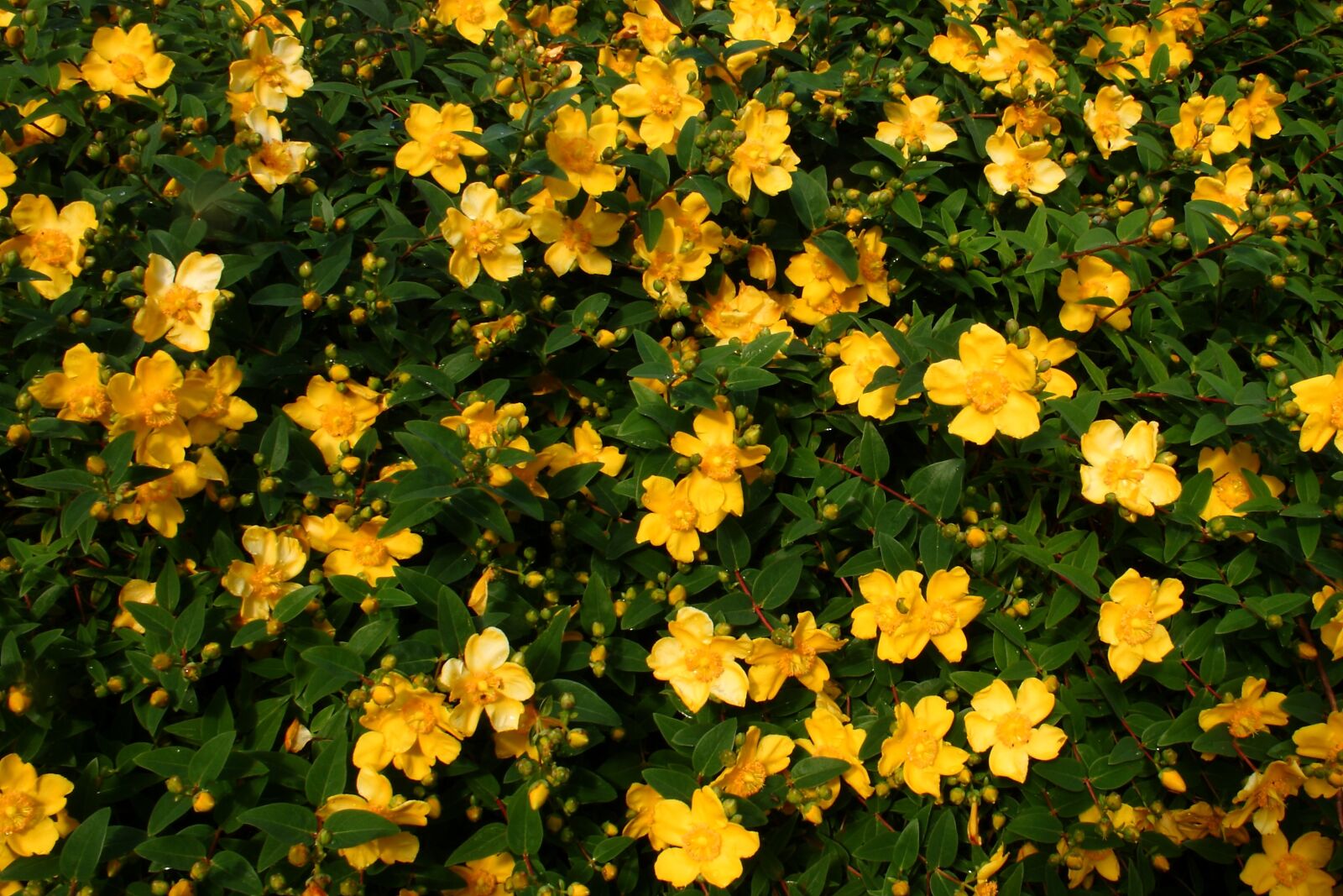 Canon EOS 400D (EOS Digital Rebel XTi / EOS Kiss Digital X) sample photo. Flower, yellow, summer photography